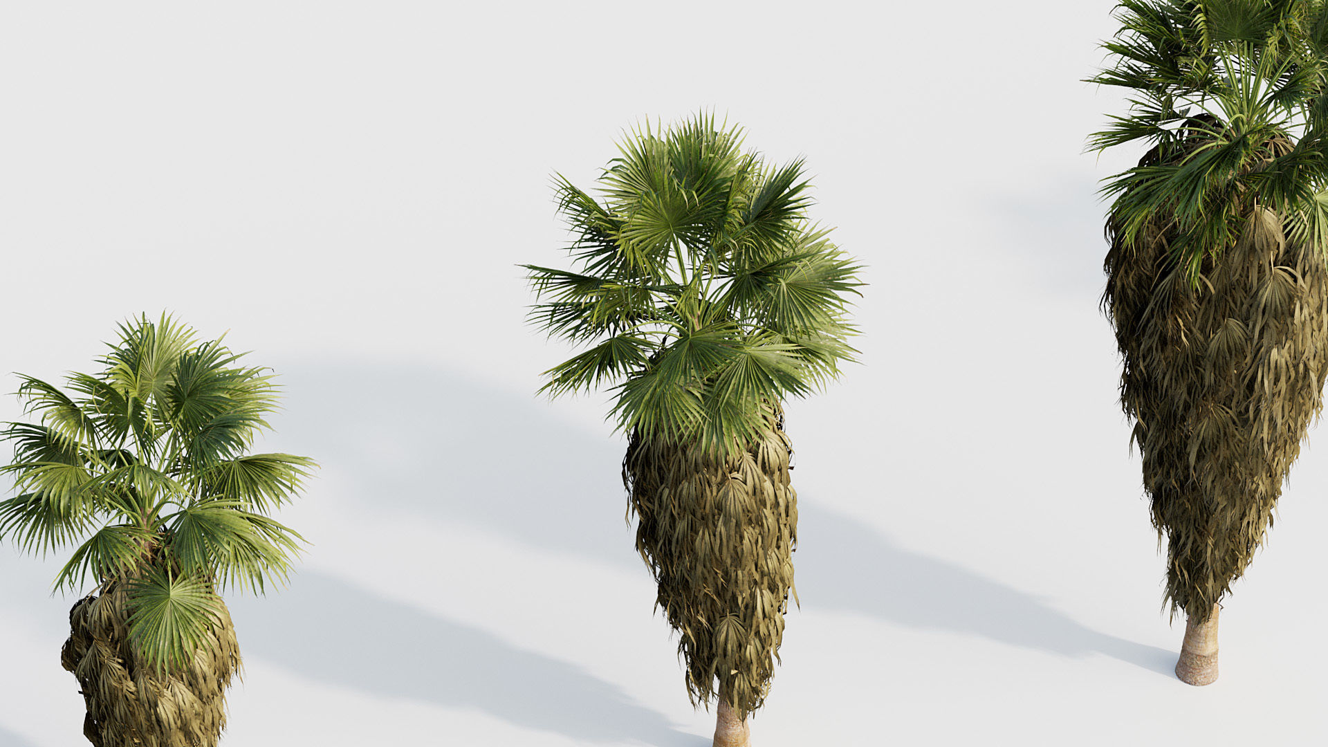 Washingtonia filifera Desert fan palm 04 3D model_5