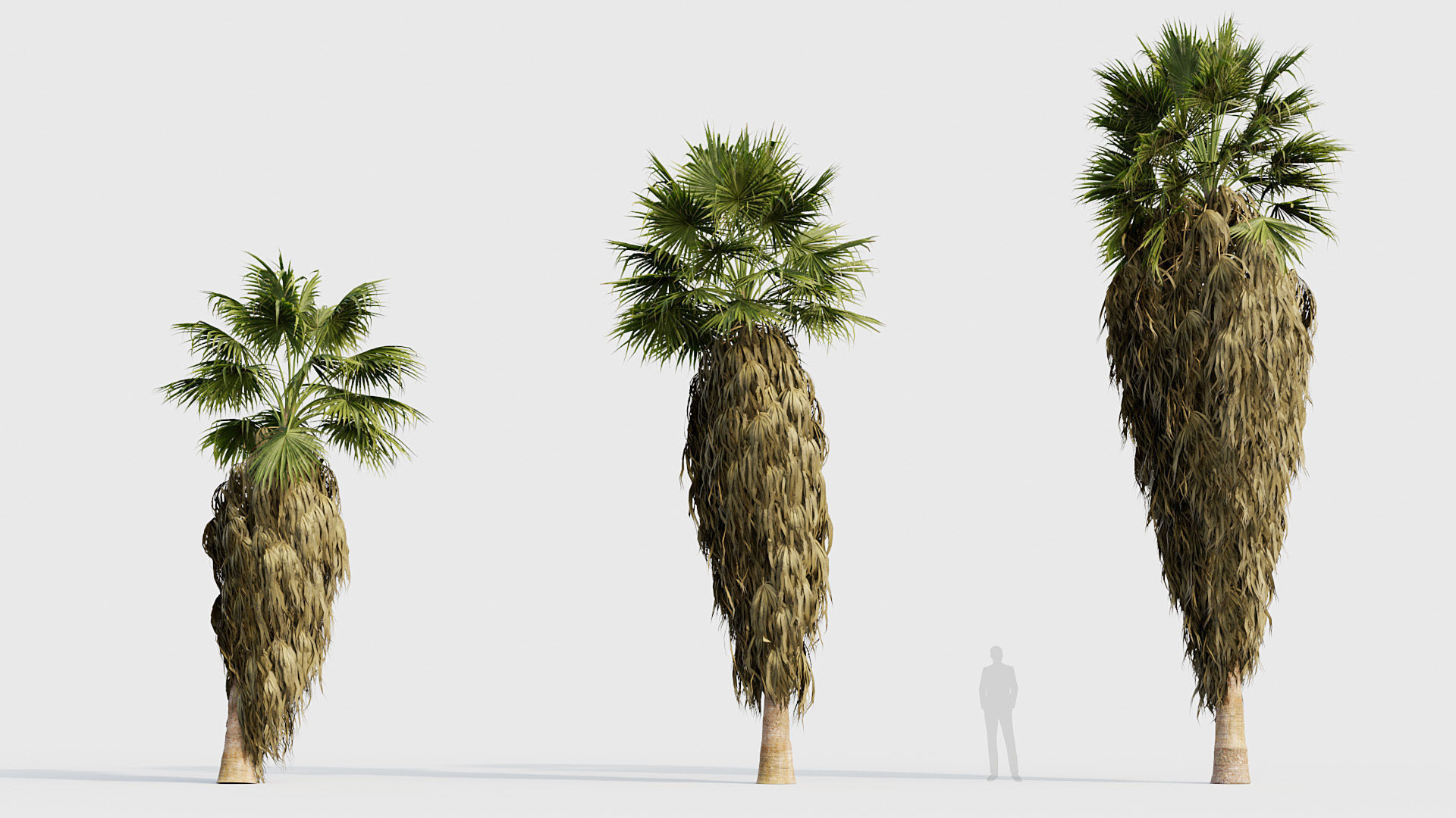 Washingtonia filifera Desert fan palm 04 3D model_2