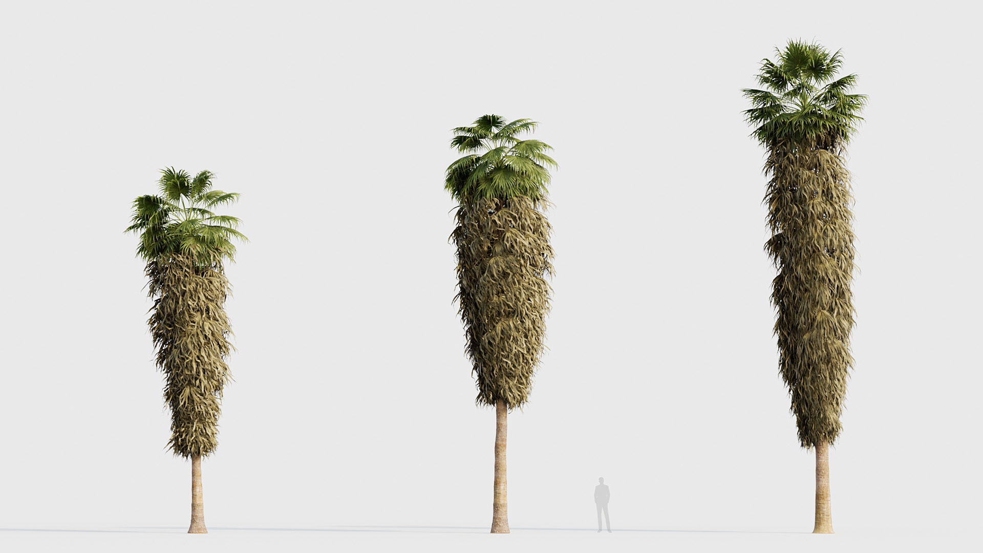 Washingtonia filifera Desert fan palm 04 3D model_3