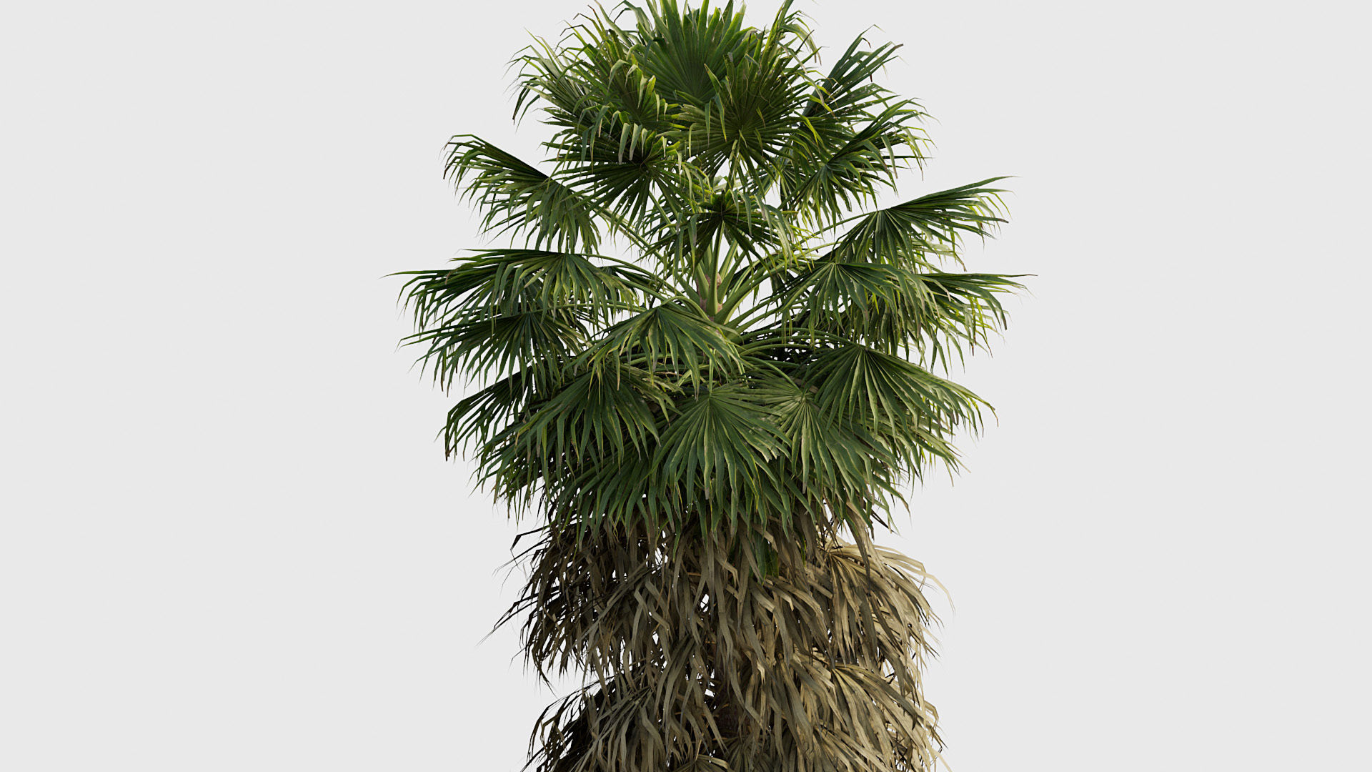 Washingtonia filifera Desert fan palm 04 3D model_4