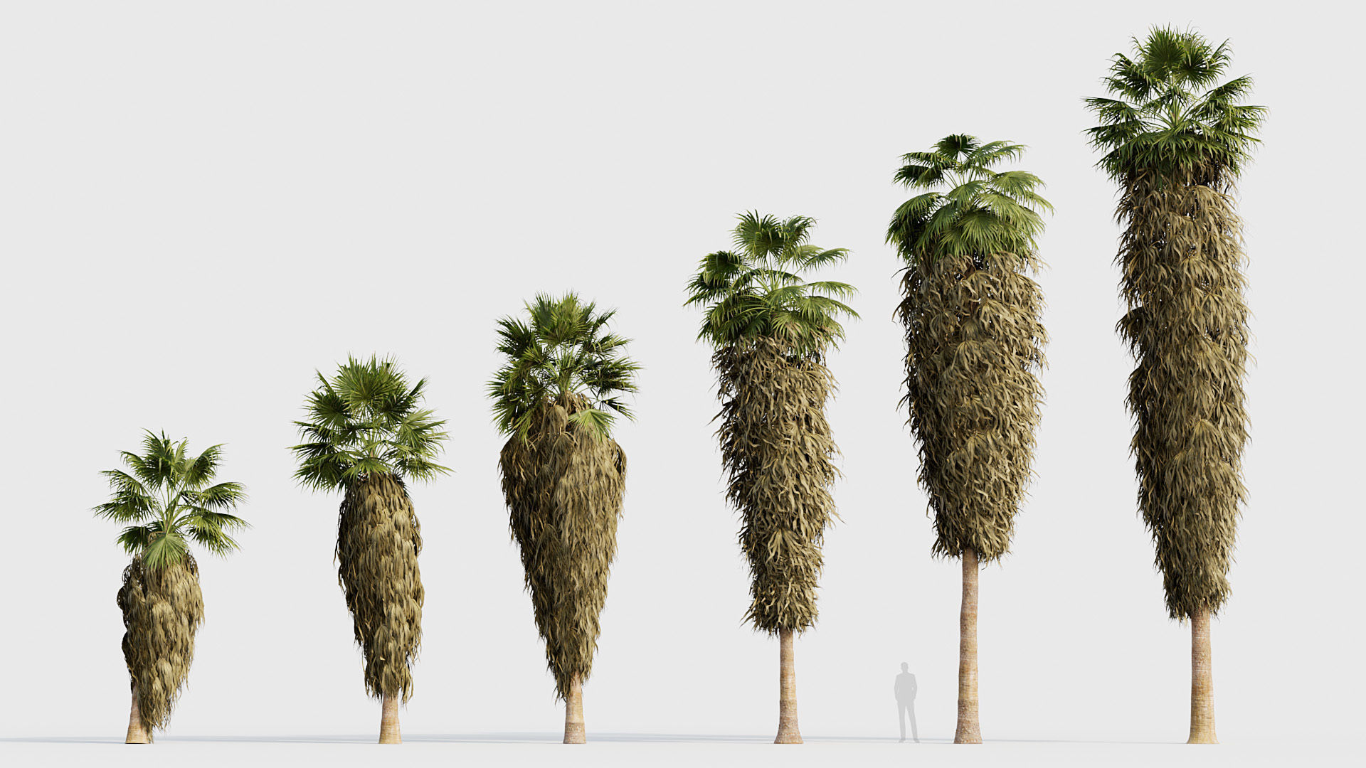 Washingtonia filifera Desert fan palm 04 3D model_1