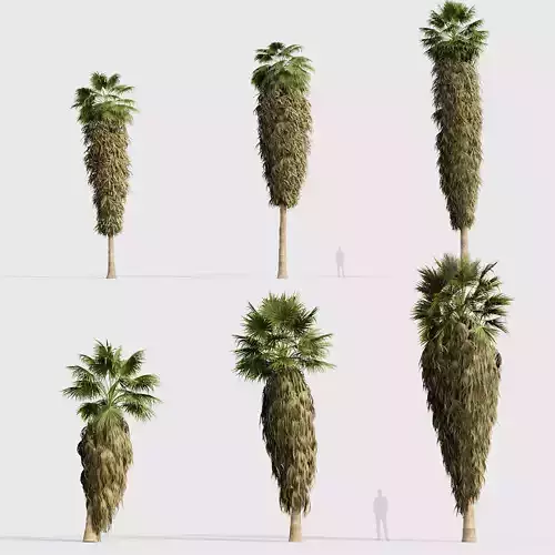 Washingtonia filifera Desert fan palm 04