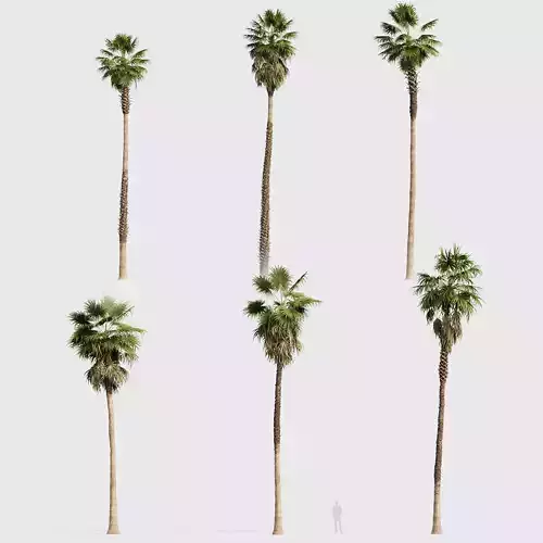 Washingtonia filifera Desert fan palm 03