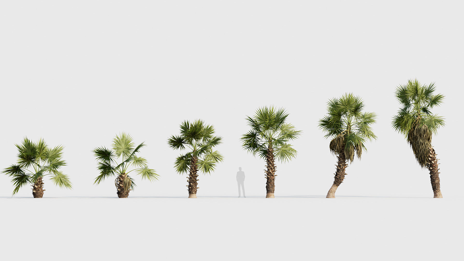 Washingtonia filifera Desert fan palm 02 3D model_1