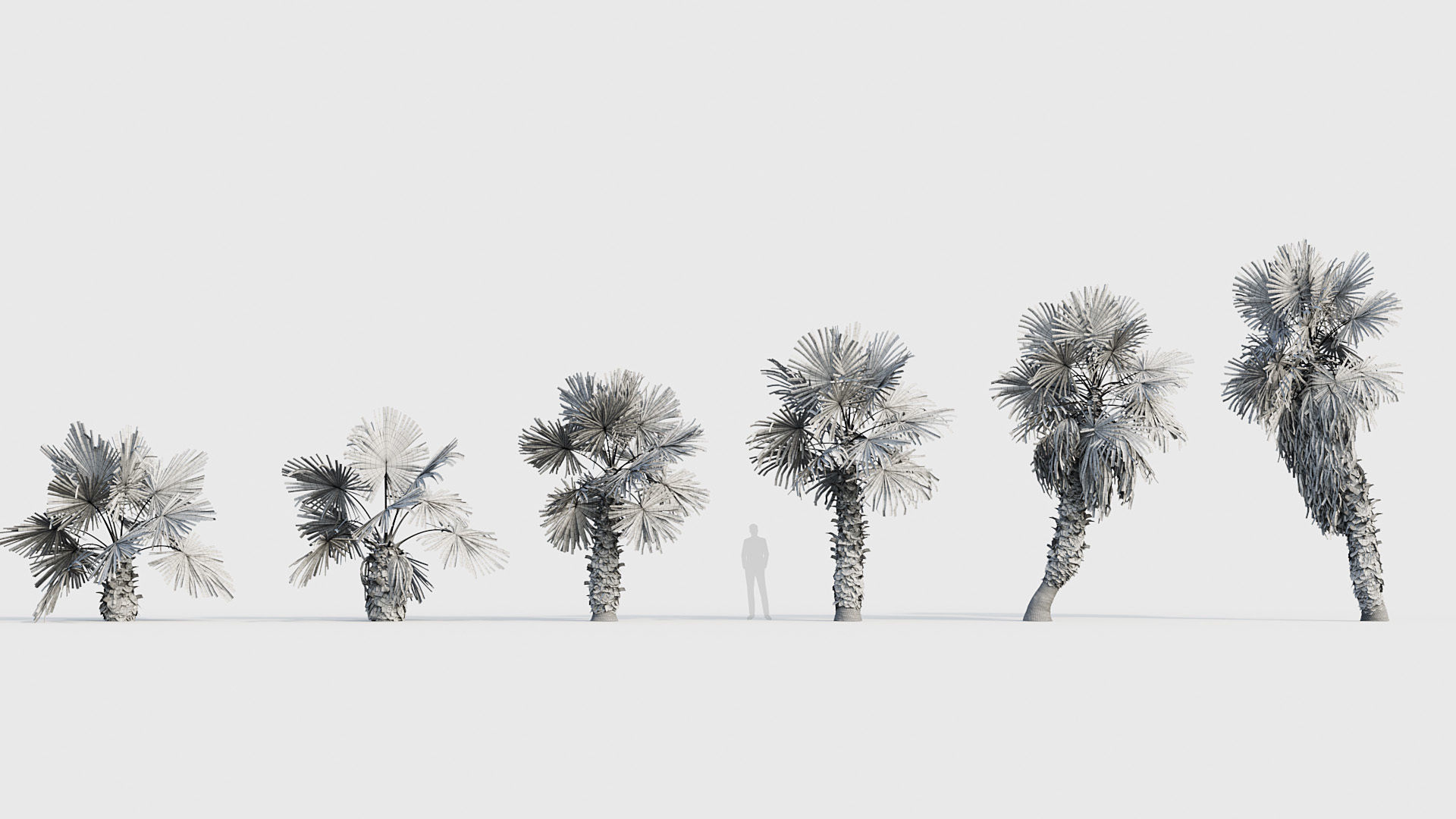 Washingtonia filifera Desert fan palm 02 3D model_6