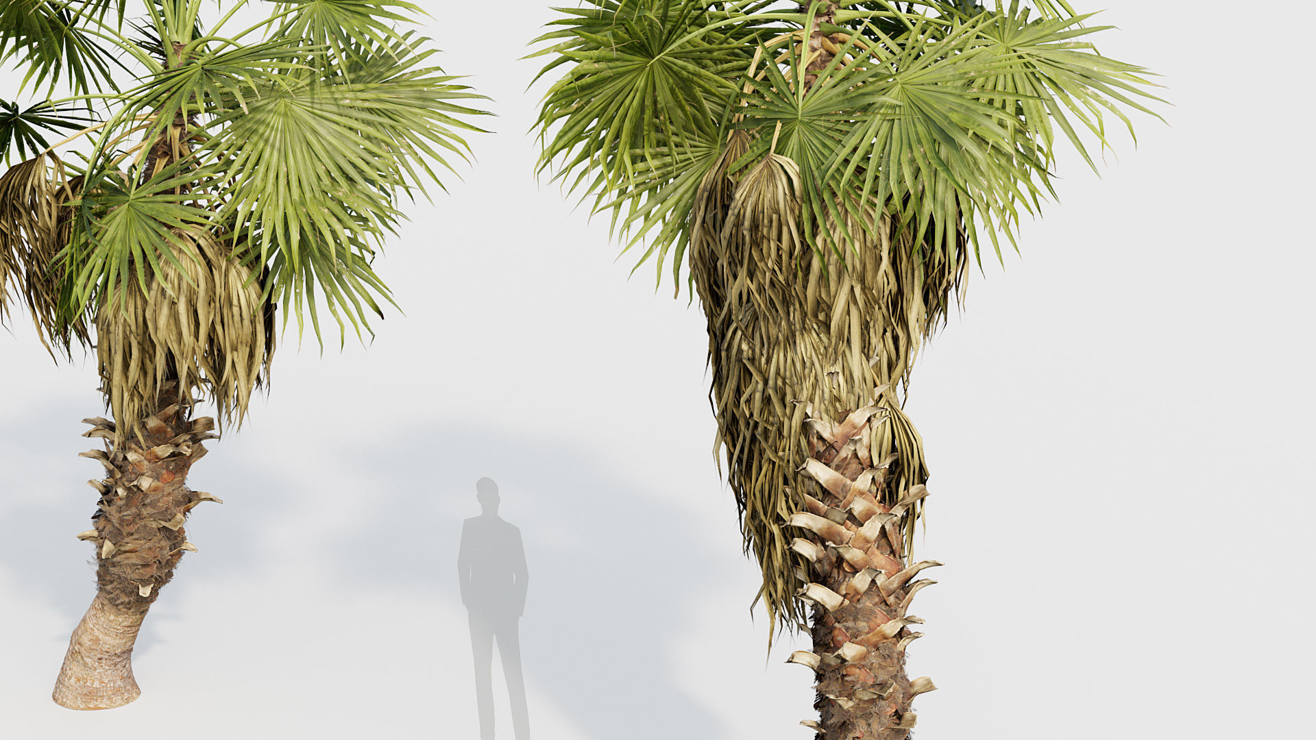 Washingtonia filifera Desert fan palm 02 3D model_4