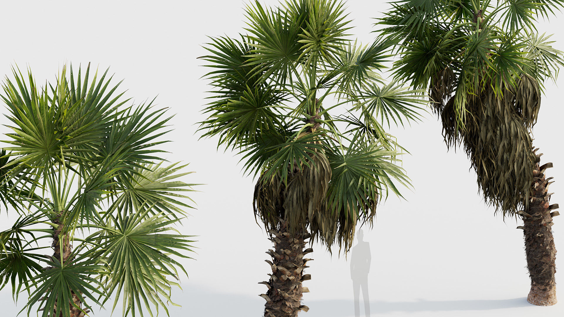 Washingtonia filifera Desert fan palm 02 3D model_5