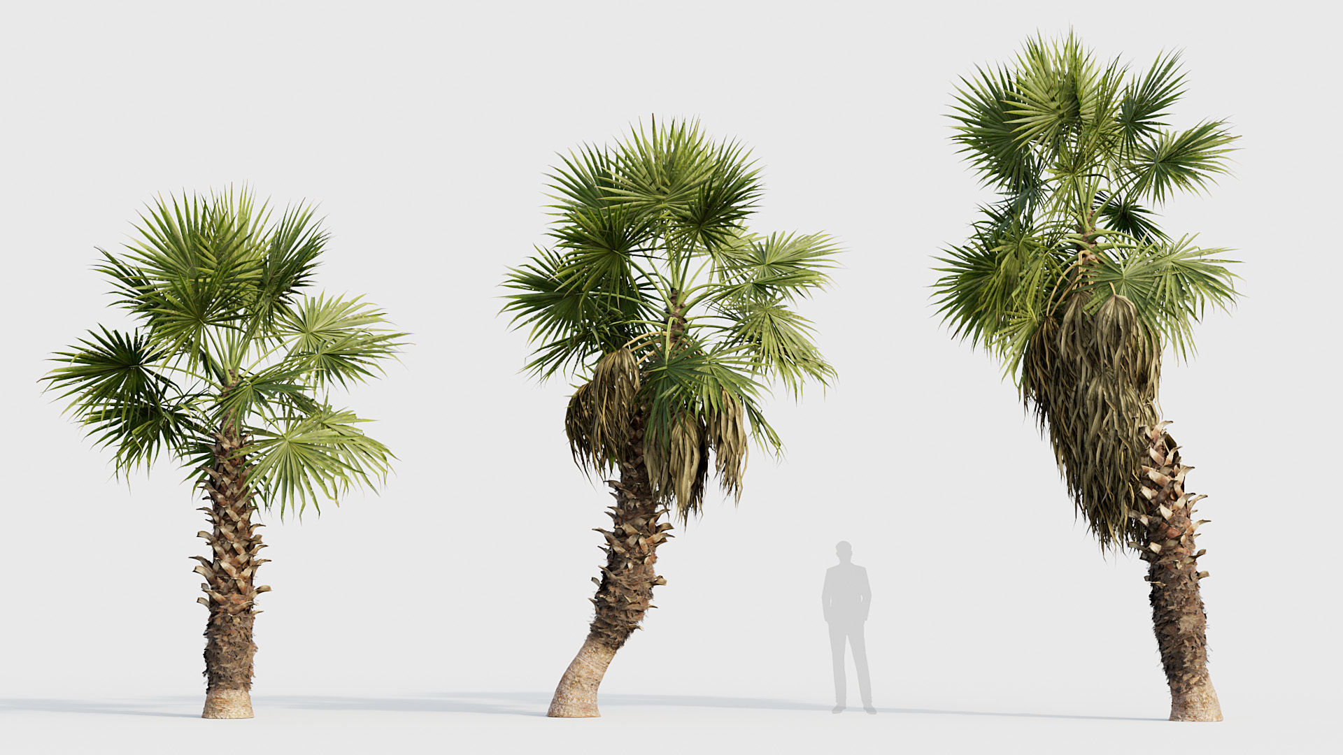Washingtonia filifera Desert fan palm 02 3D model_3