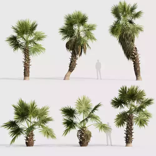 Washingtonia filifera Desert fan palm 02