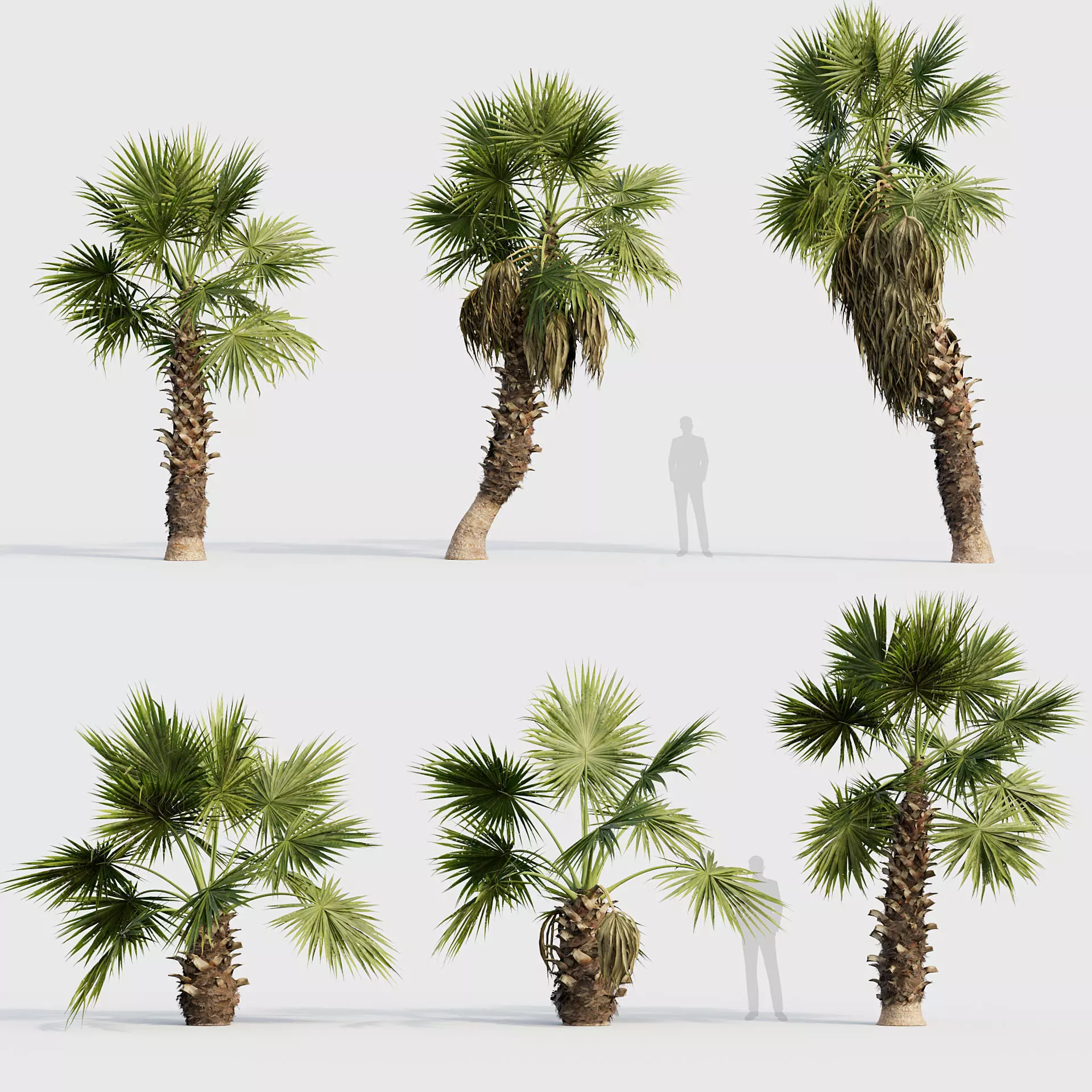 Washingtonia filifera Desert fan palm 02 3D model_0