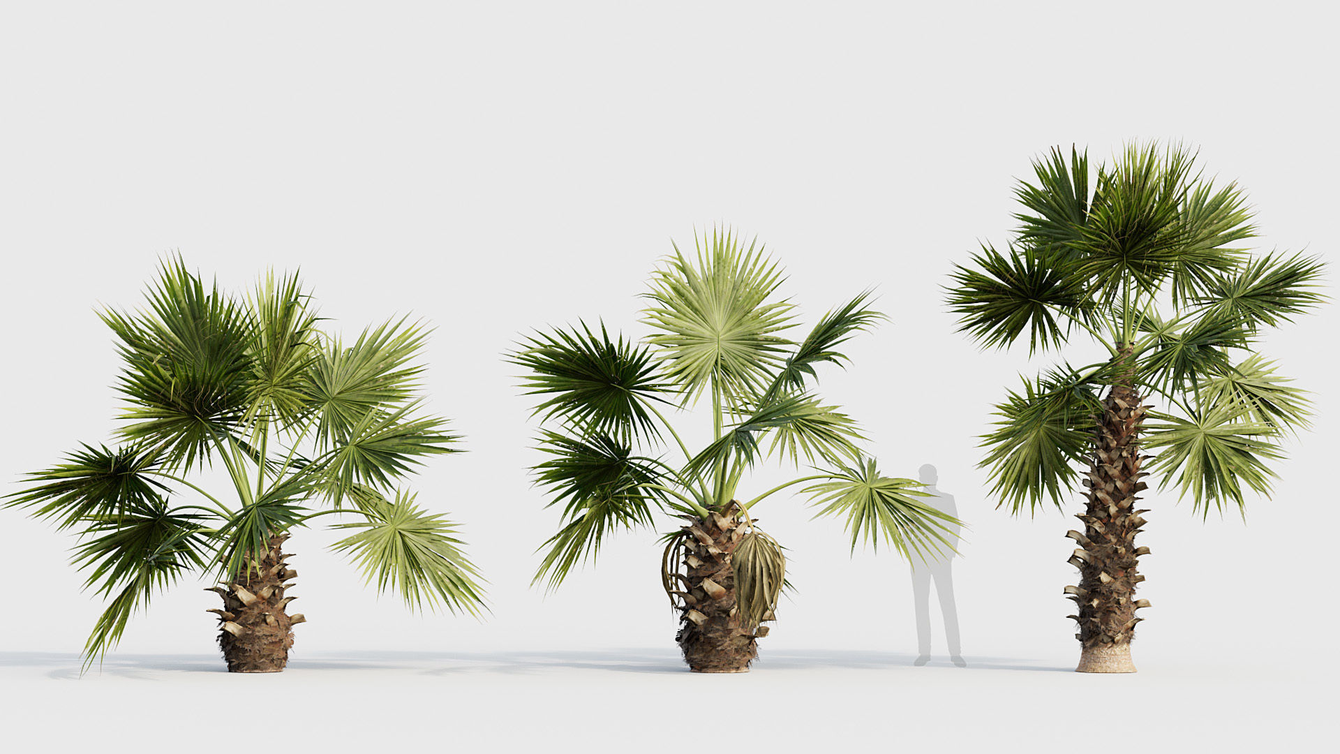 Washingtonia filifera Desert fan palm 02 3D model_2