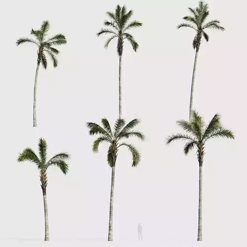 Syagrus romanzoffiana Queen palm 05