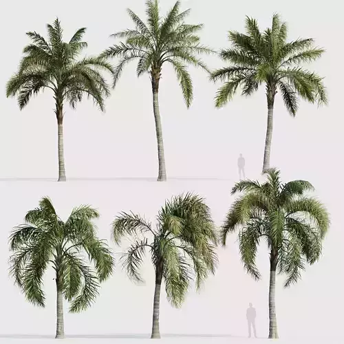 Syagrus romanzoffiana Queen palm 04