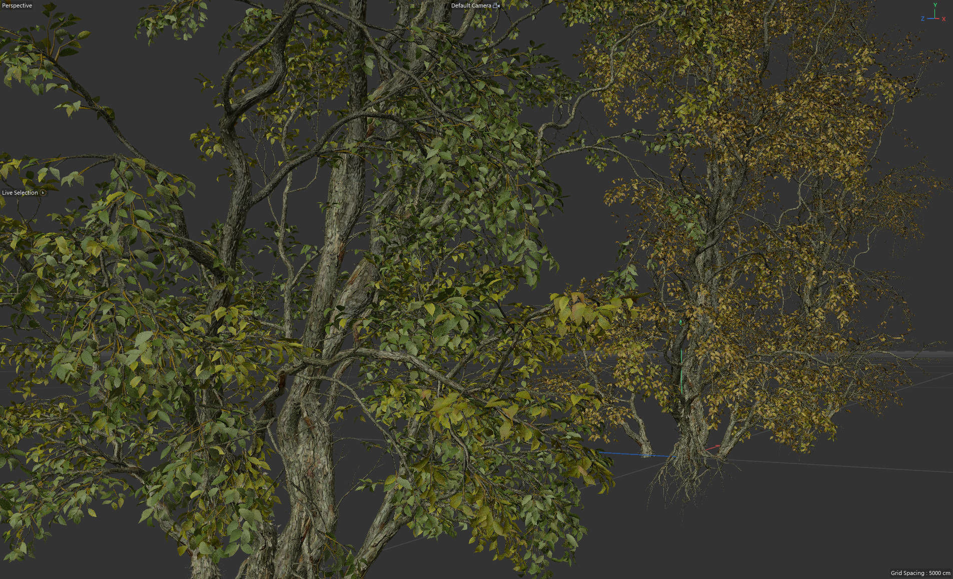 High Quality Forest Elm Tree 6 3D model_5