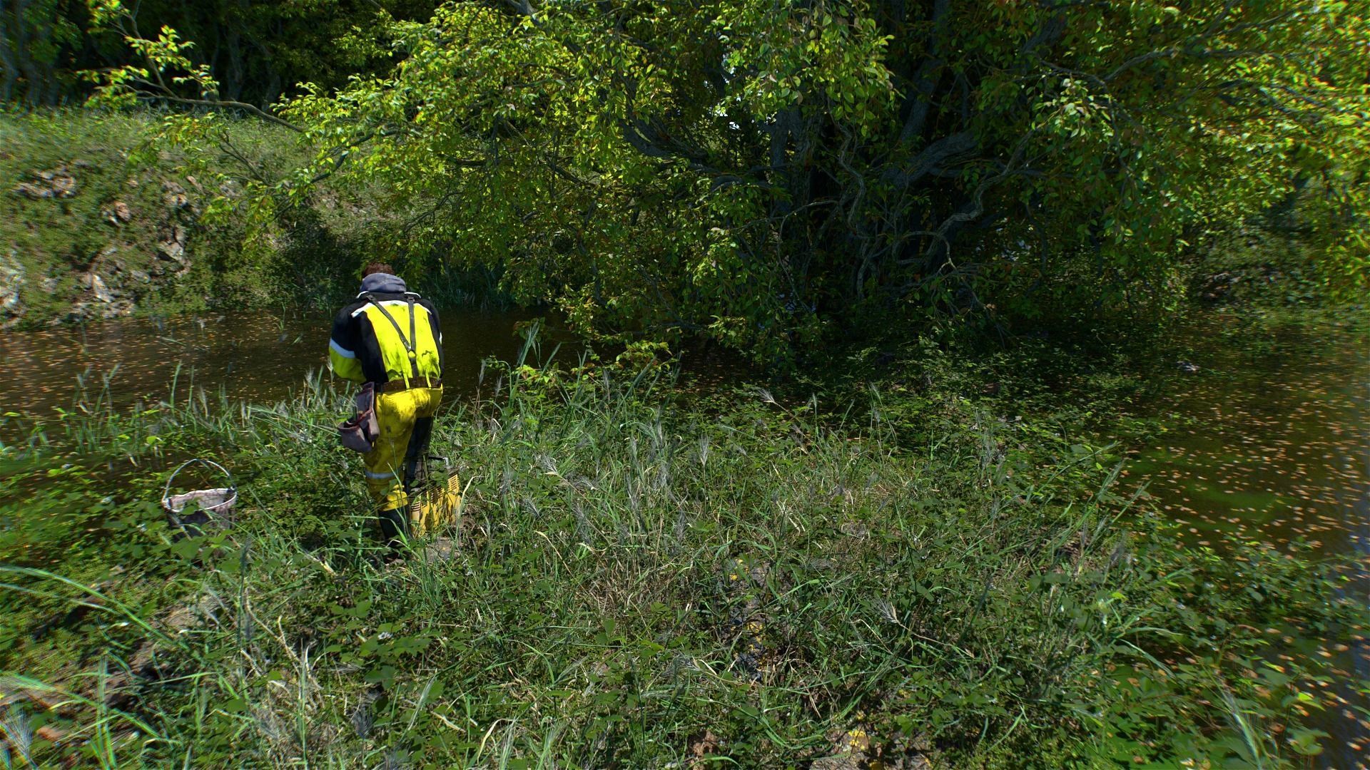 9 High Quality Forest Elm Tree Collection _2