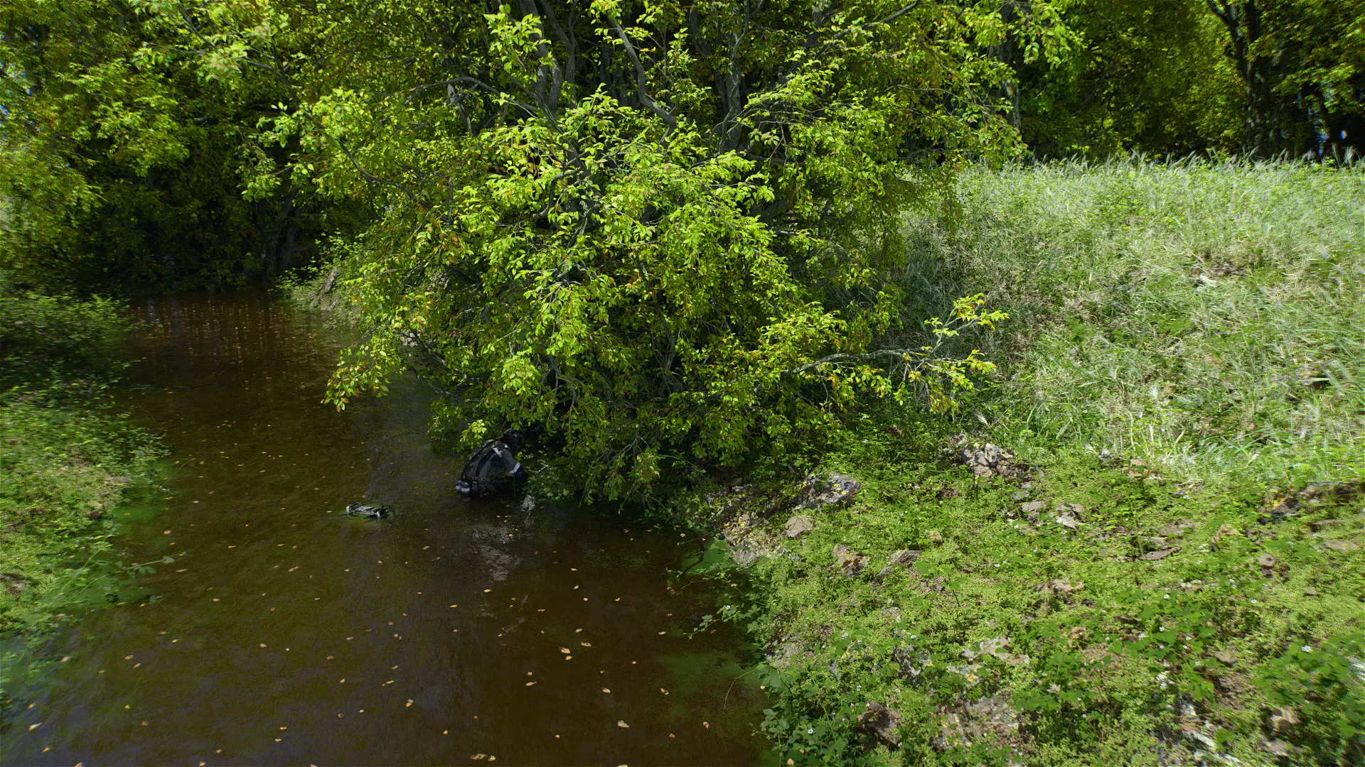 9 High Quality Forest Elm Tree Collection _0