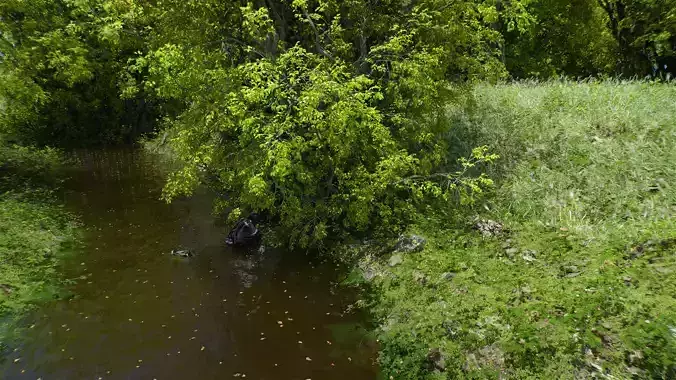 9 High Quality Forest Elm Tree Collection