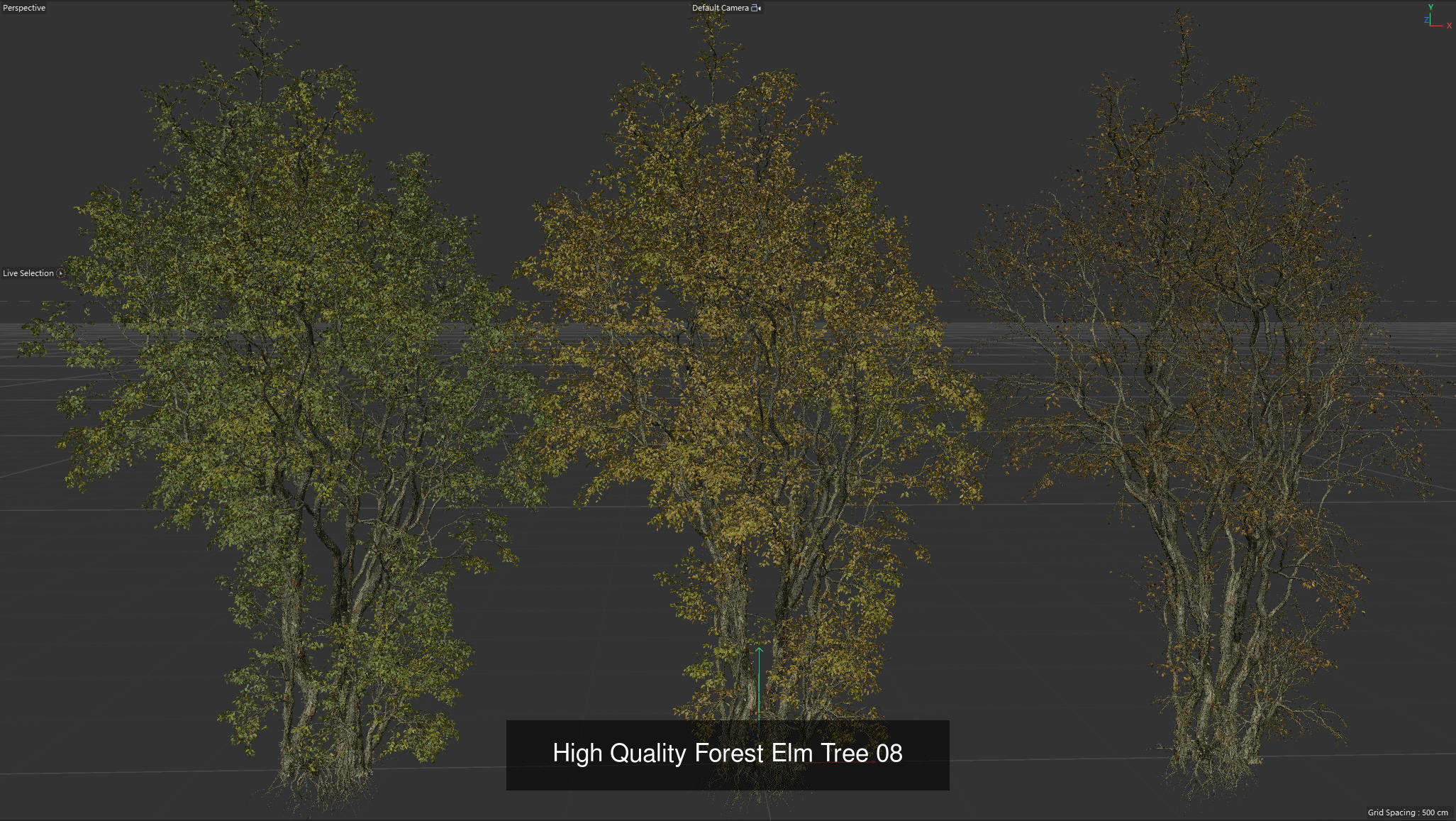 9 High Quality Forest Elm Tree Collection _15