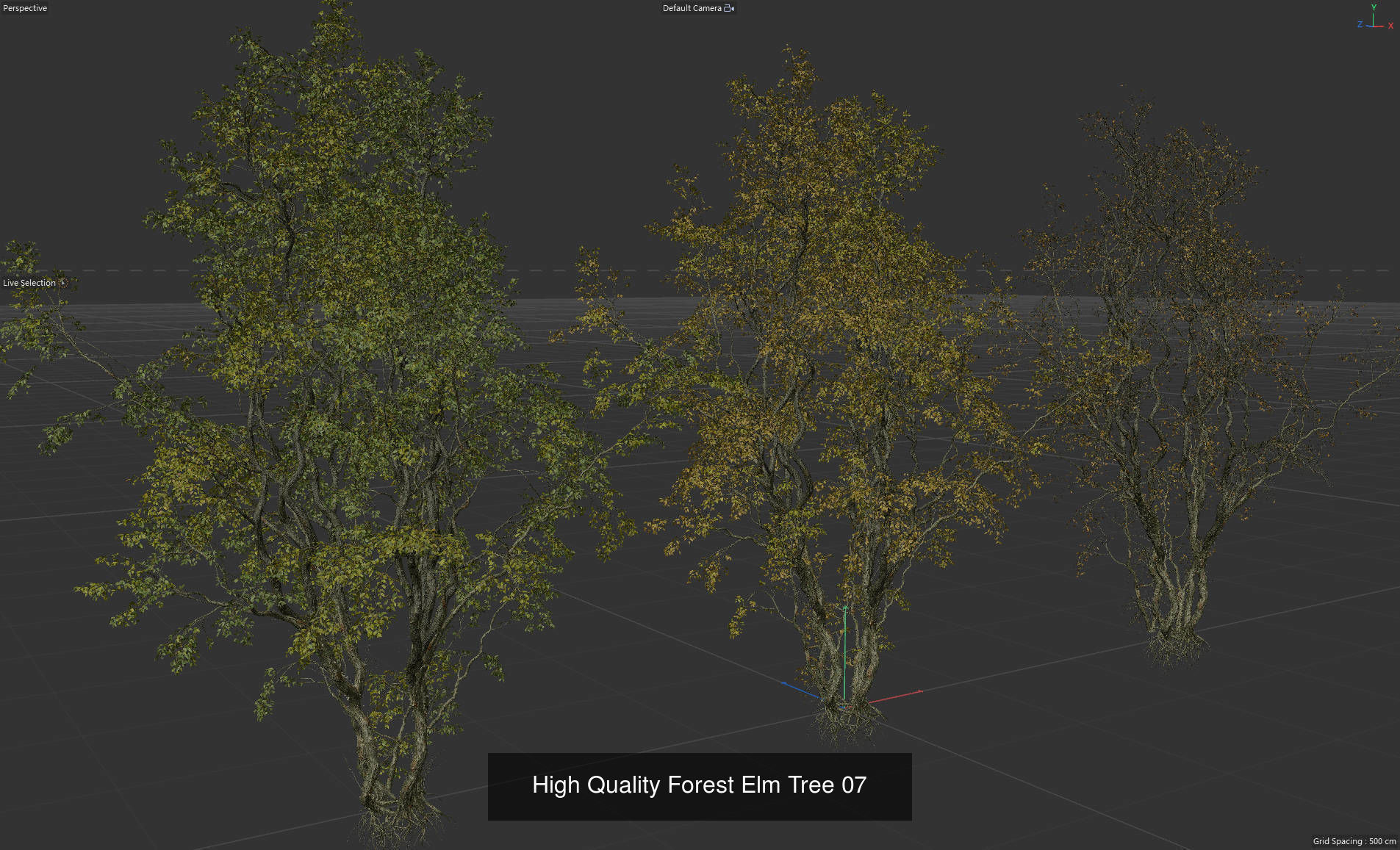 9 High Quality Forest Elm Tree Collection _13