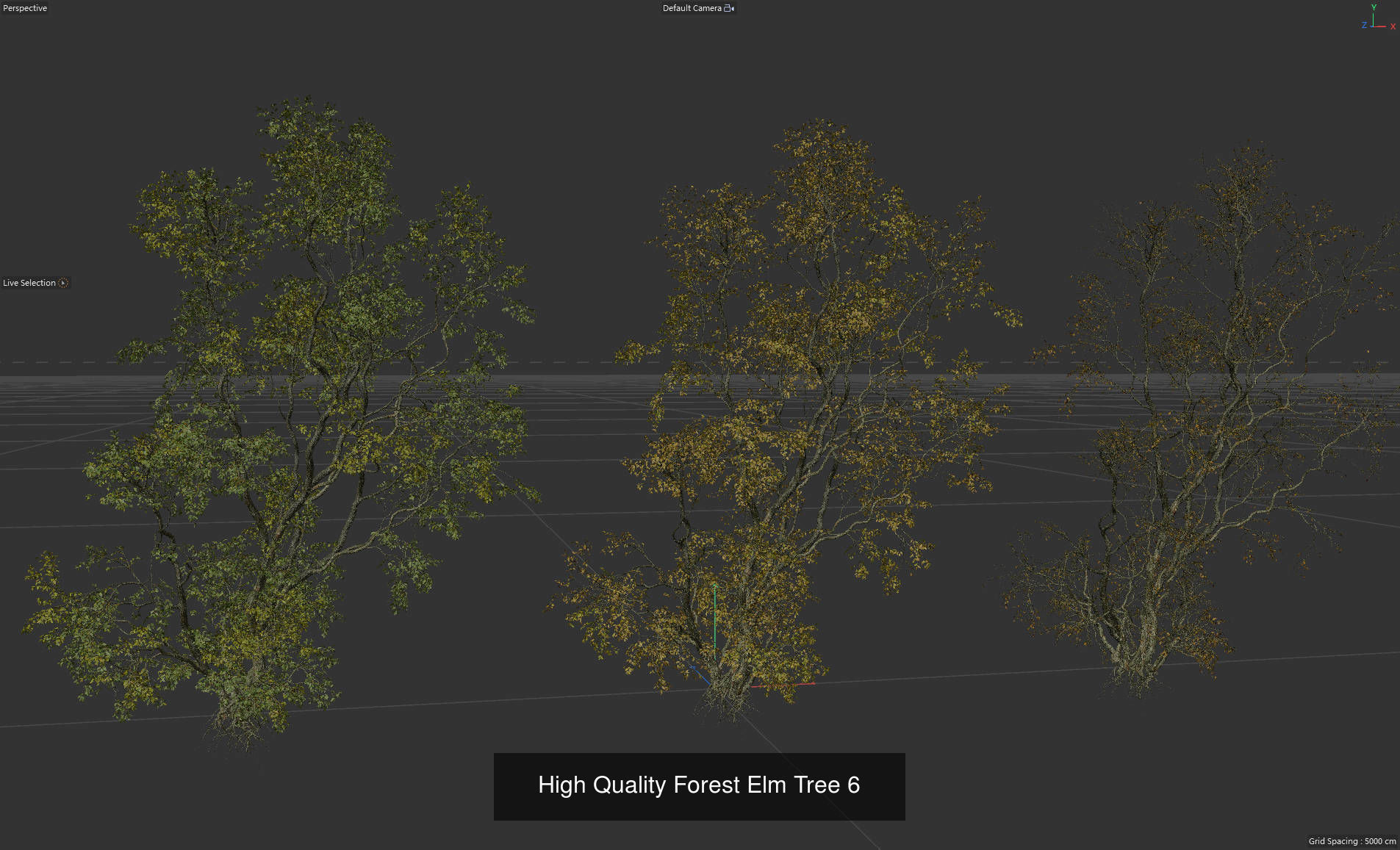9 High Quality Forest Elm Tree Collection _11