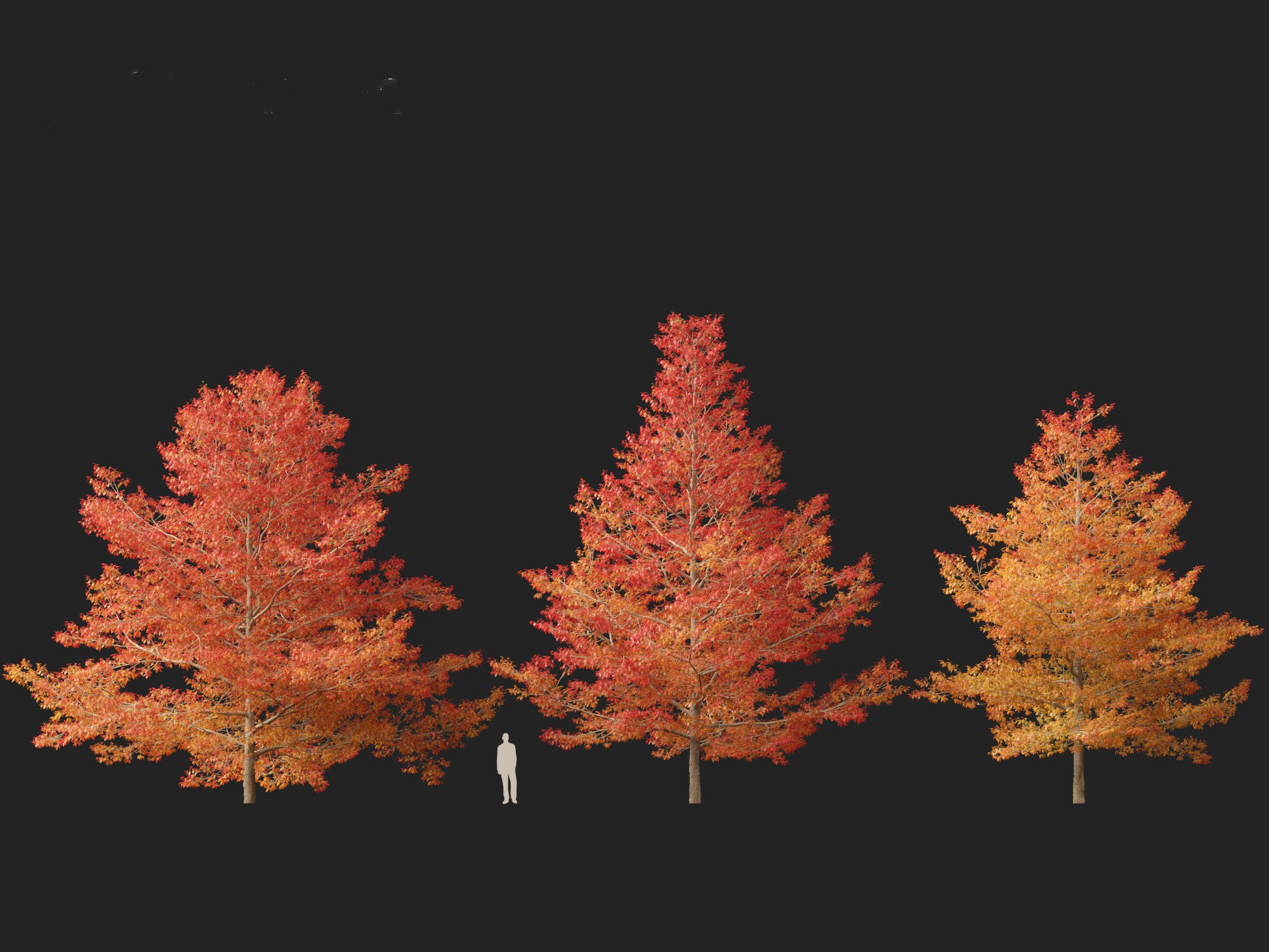 Quercus palustris - Pin oak 3D model_5