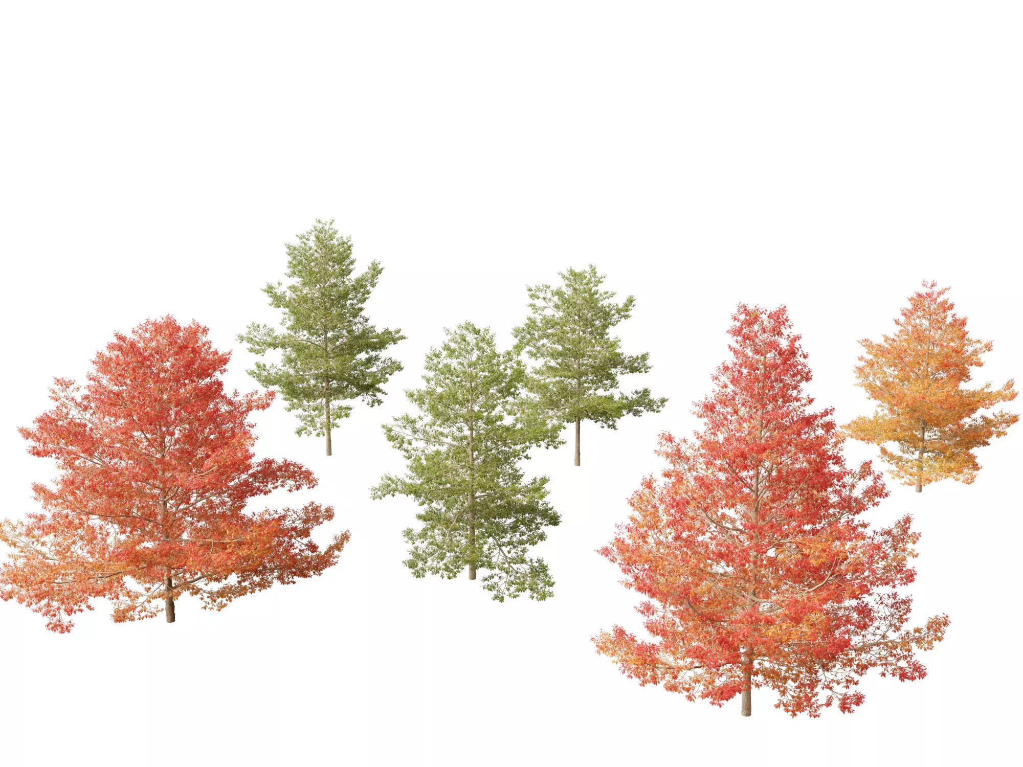 Quercus palustris - Pin oak 3D model_0