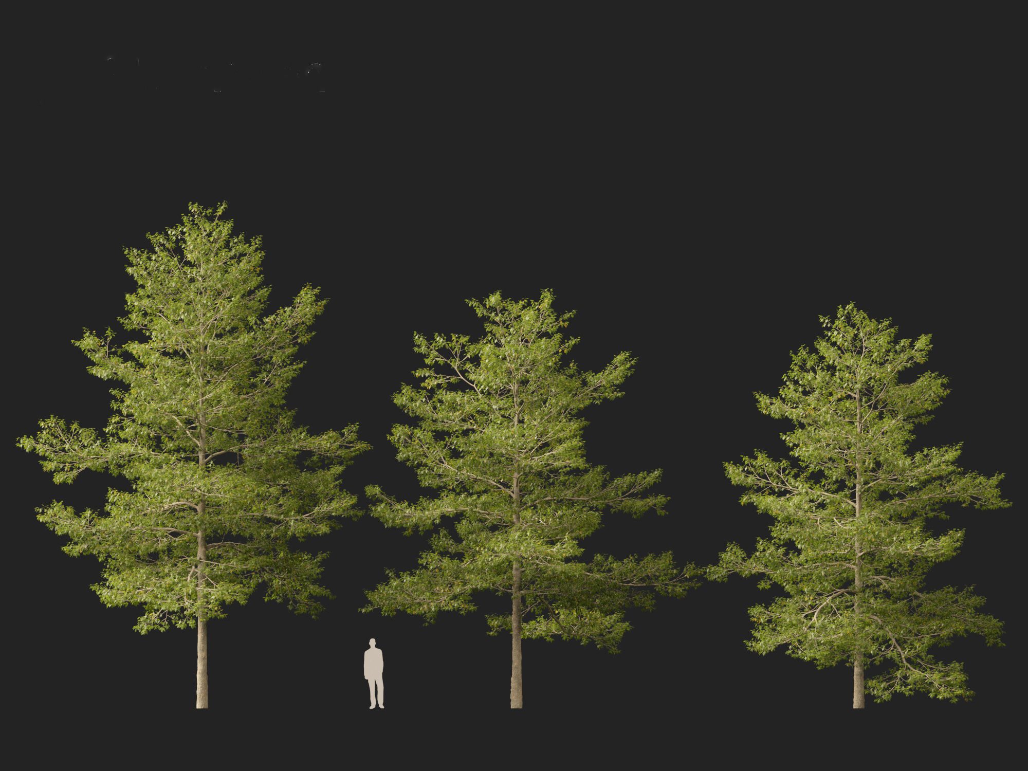 Quercus palustris - Pin oak 3D model_7