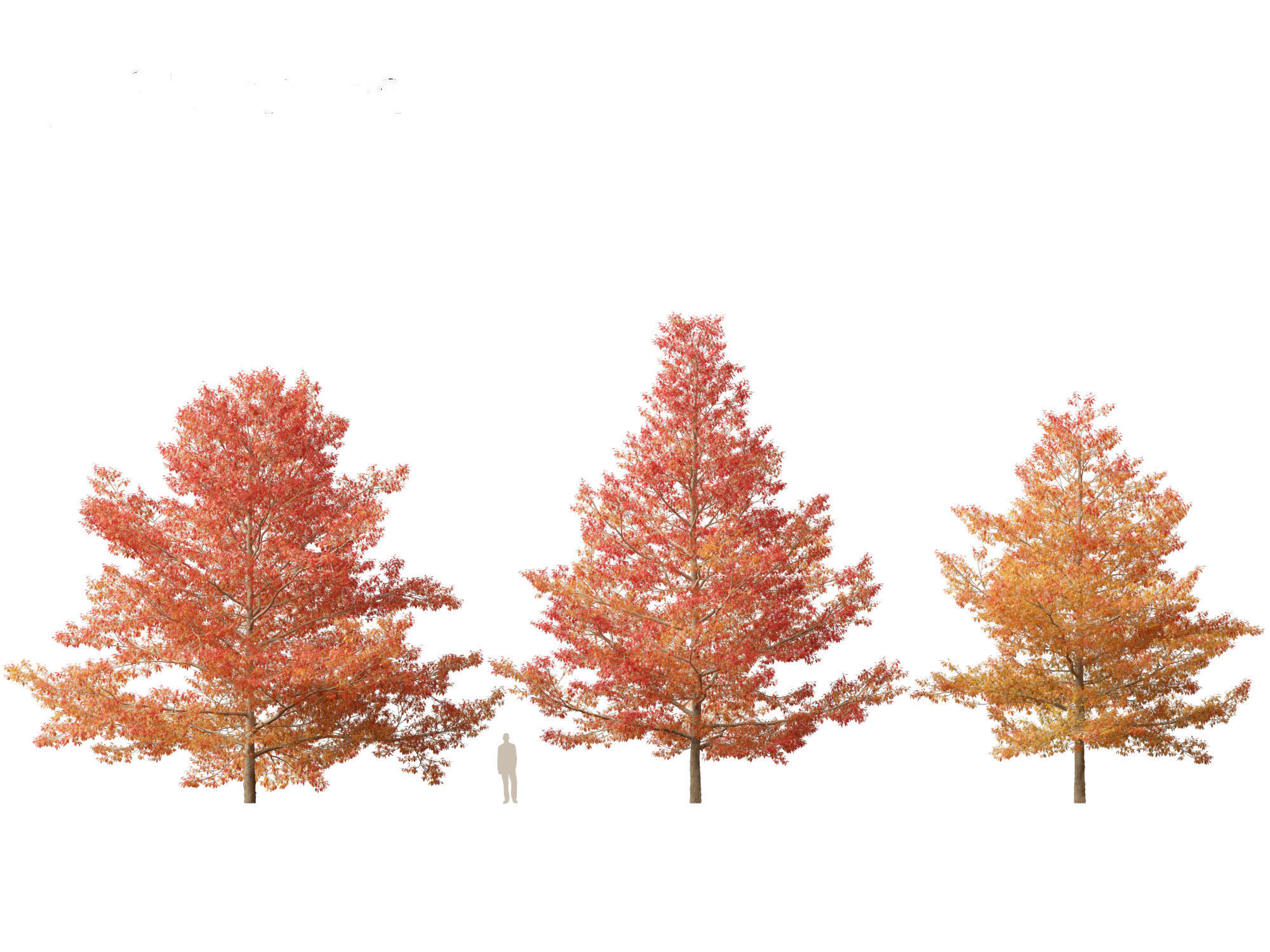 Quercus palustris - Pin oak 3D model_4