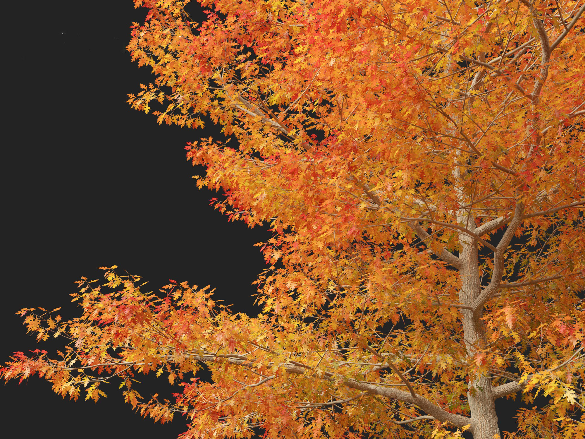 Quercus palustris - Pin oak 3D model_2