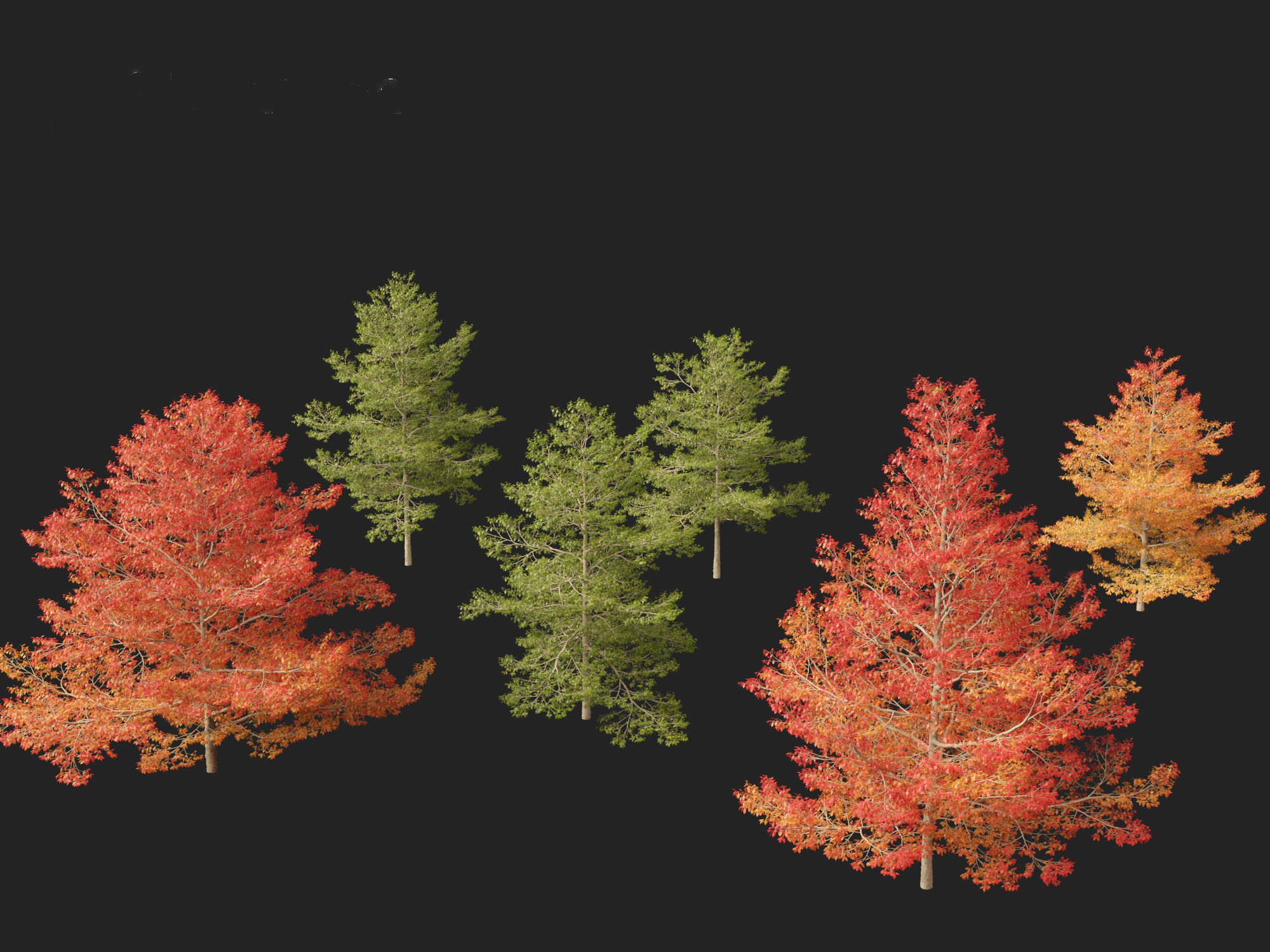 Quercus palustris - Pin oak 3D model_8