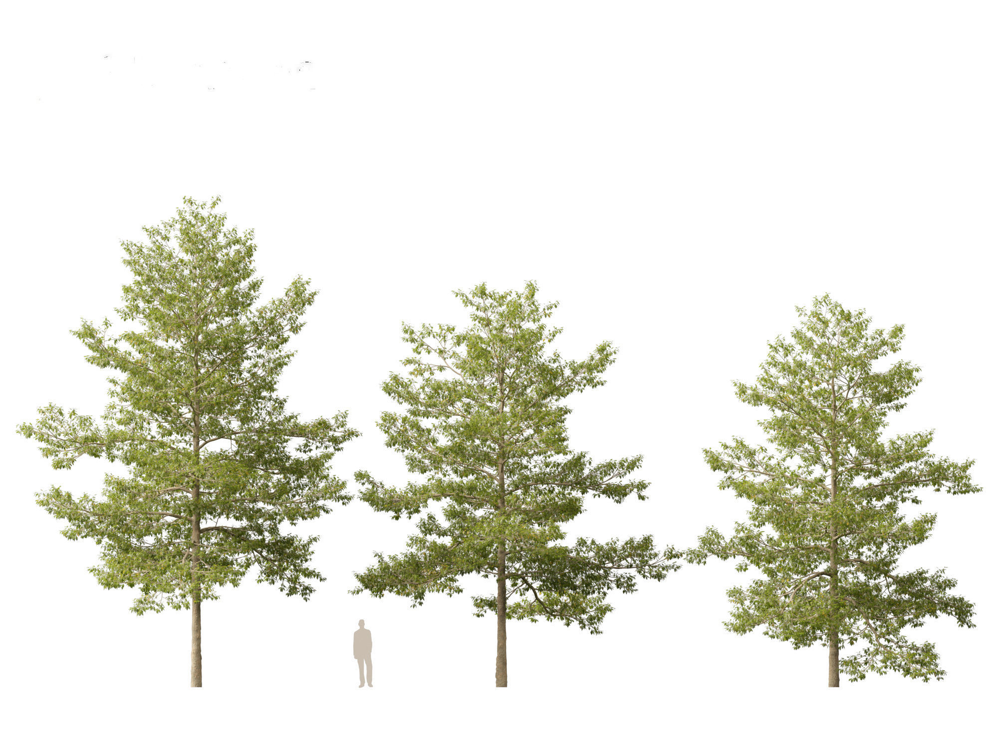 Quercus palustris - Pin oak 3D model_6