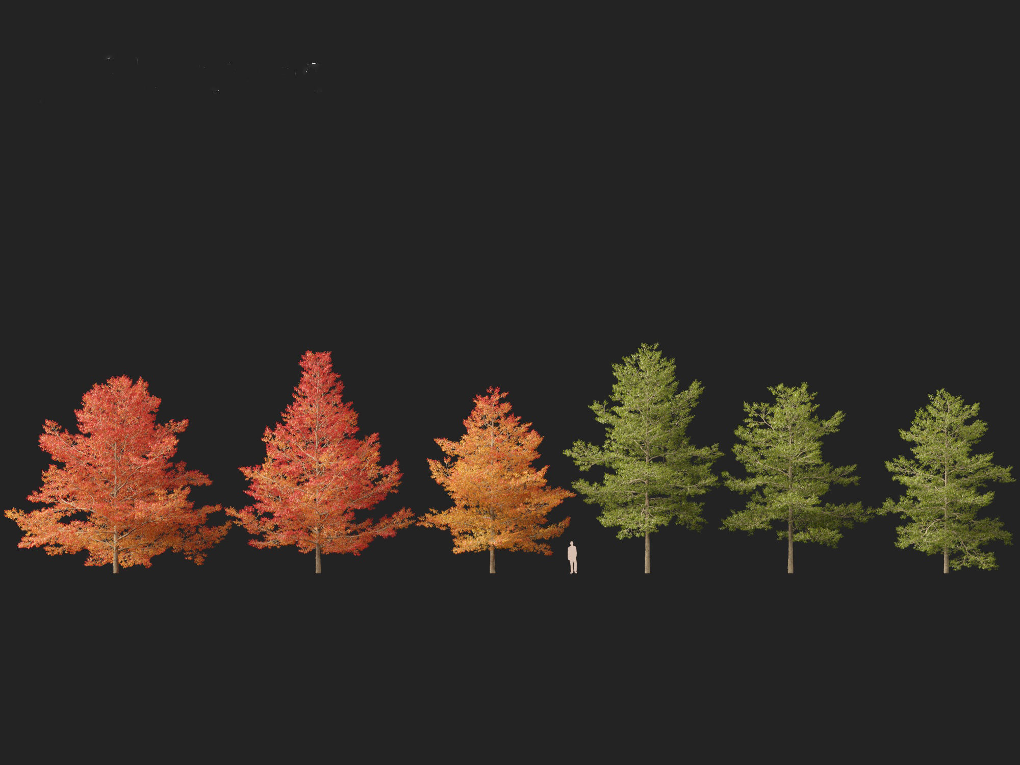 Quercus palustris - Pin oak 3D model_3