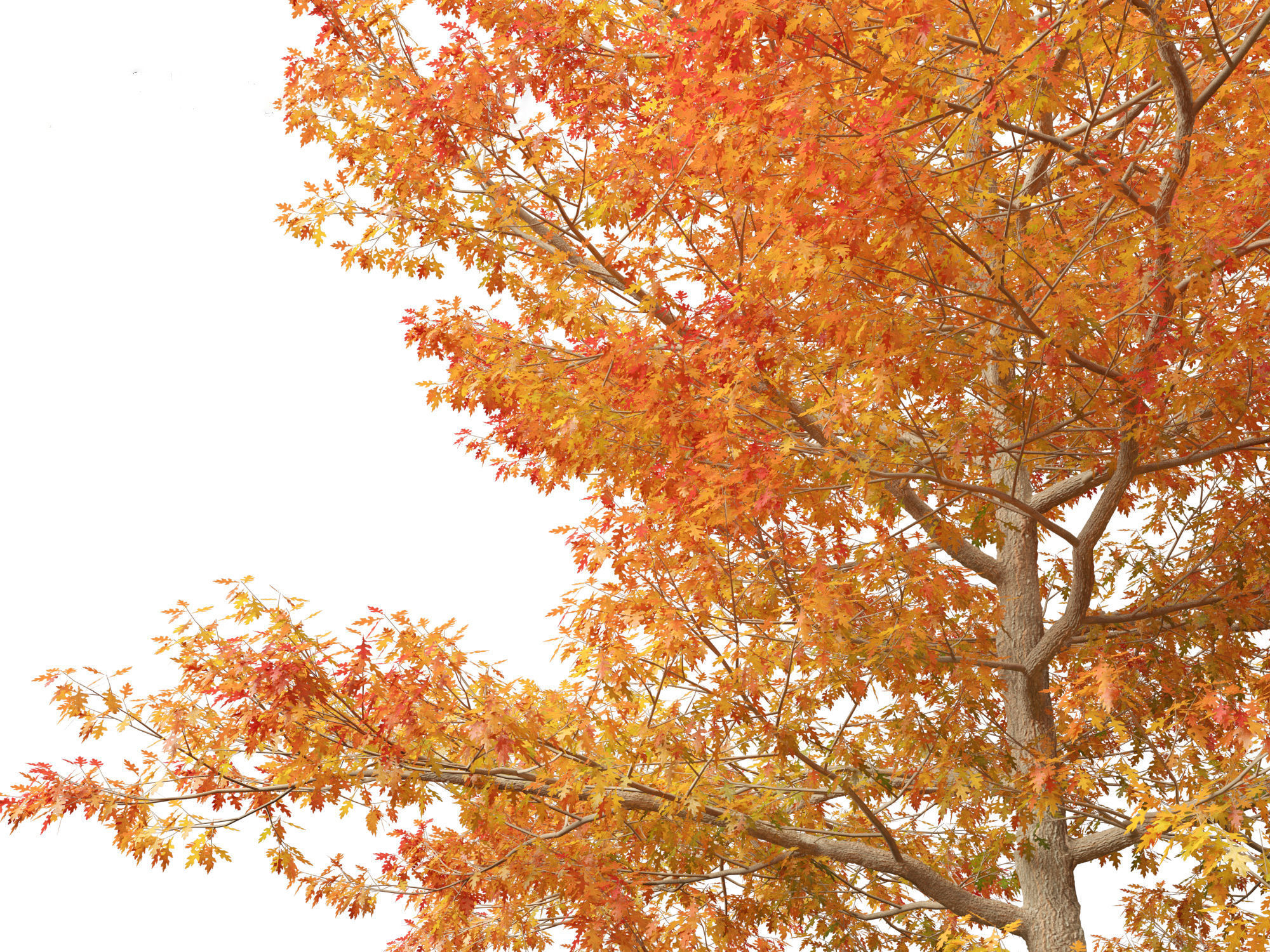 Quercus palustris - Pin oak 3D model_9