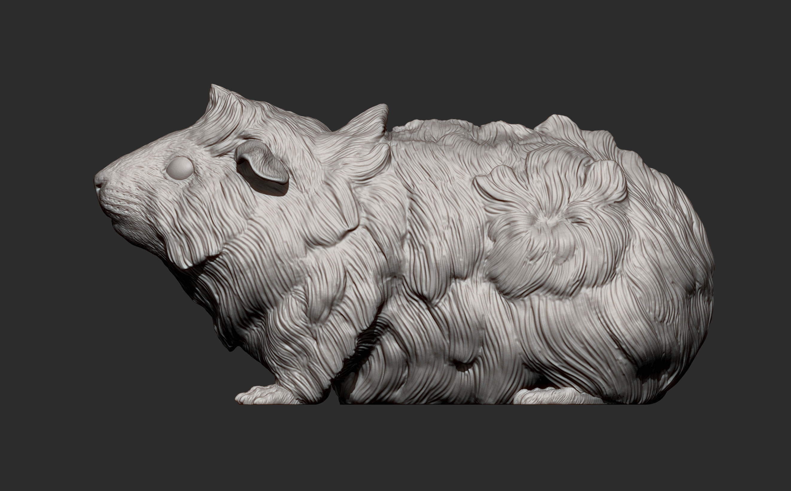 Abyssinian guinea pig 3D print model_8