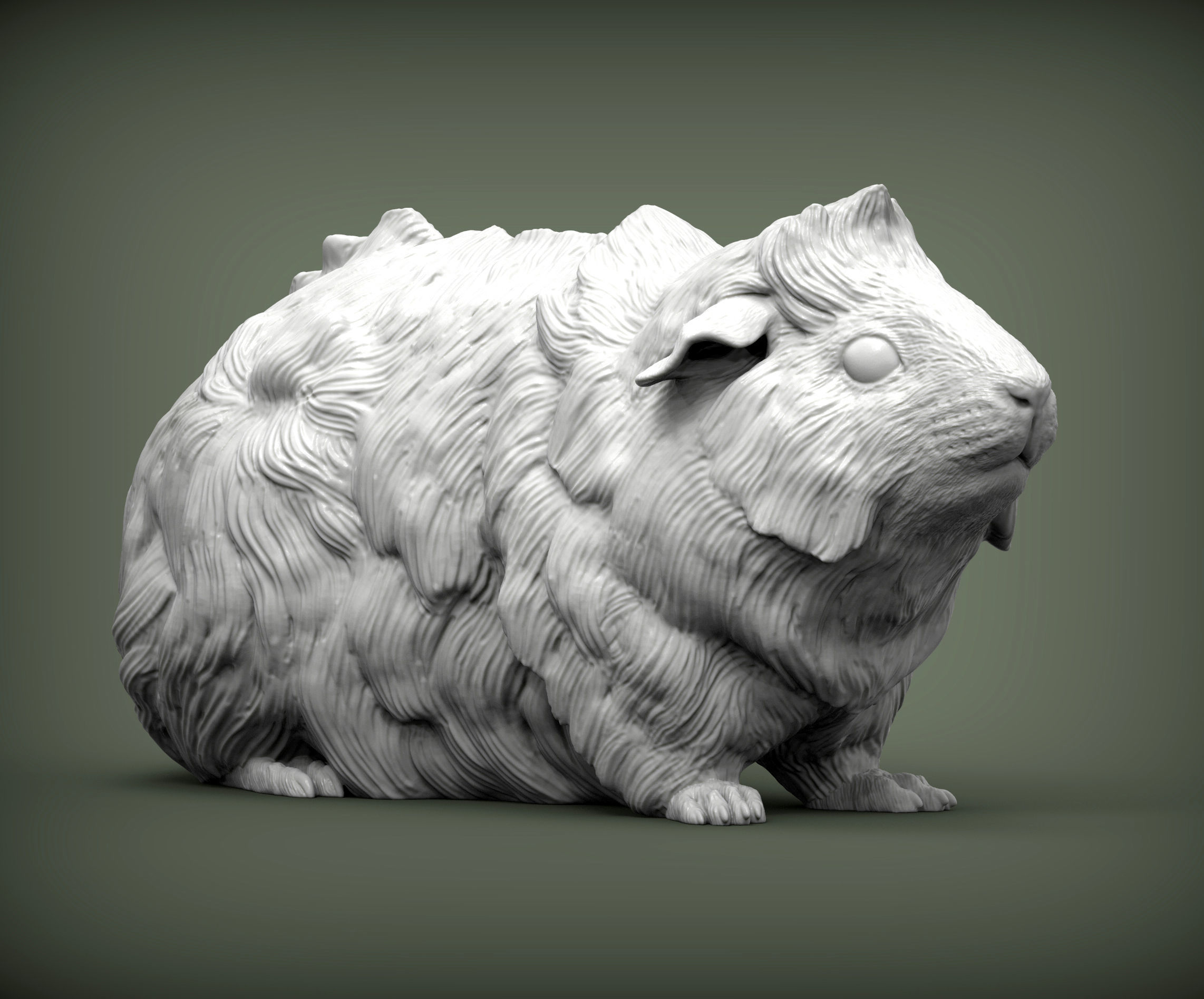 Abyssinian guinea pig 3D print model_4