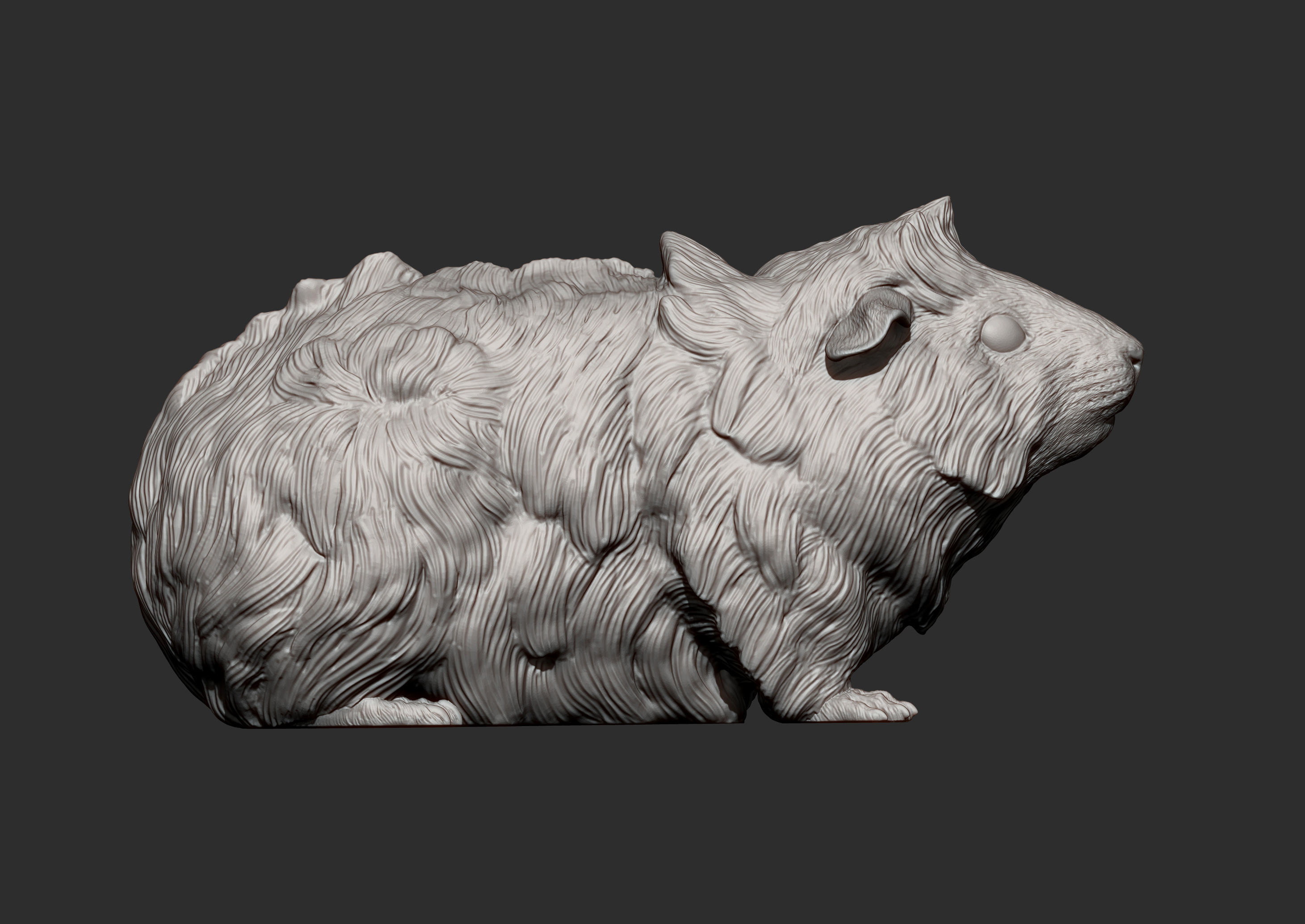 Abyssinian guinea pig 3D print model_10
