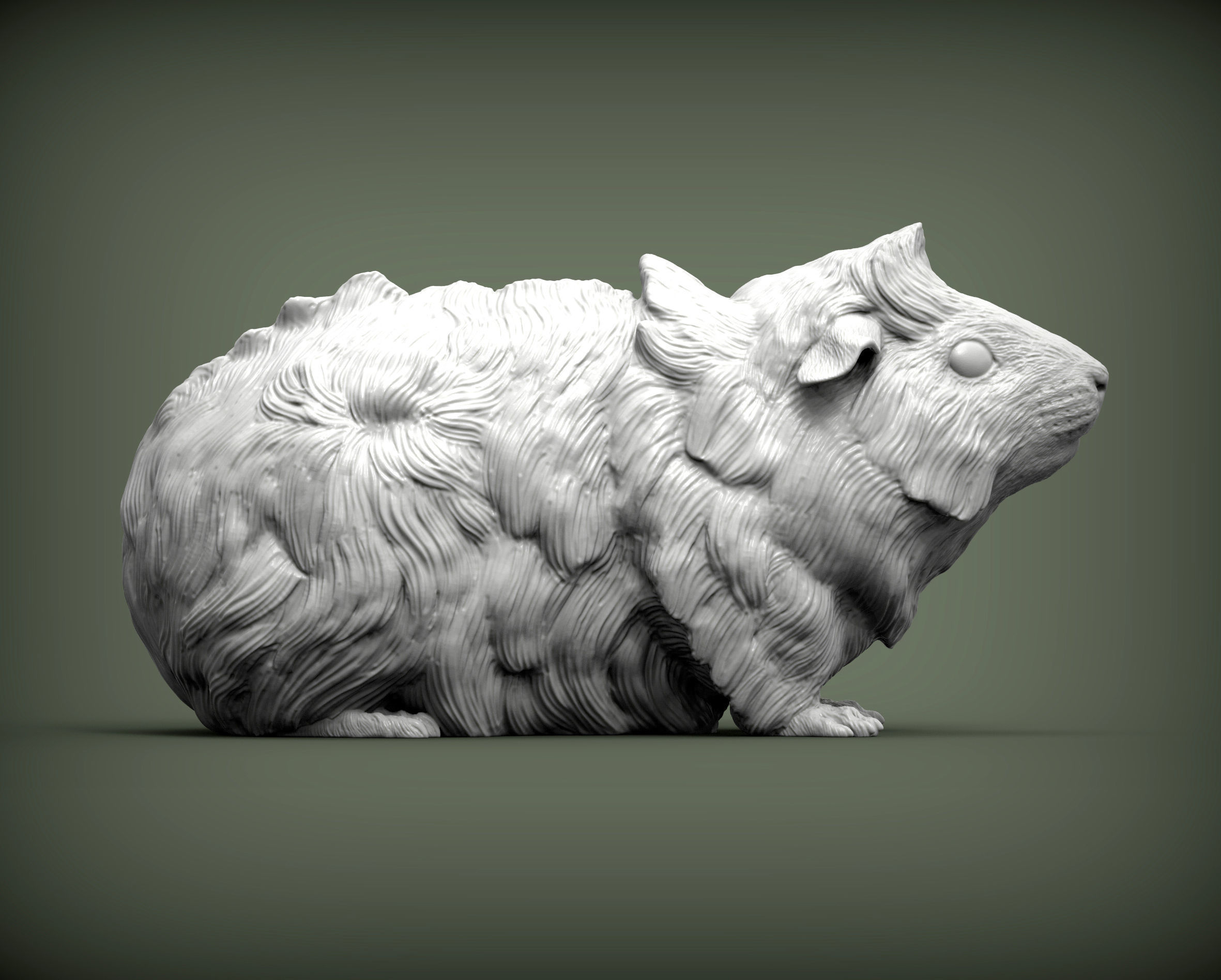 Abyssinian guinea pig 3D print model_5