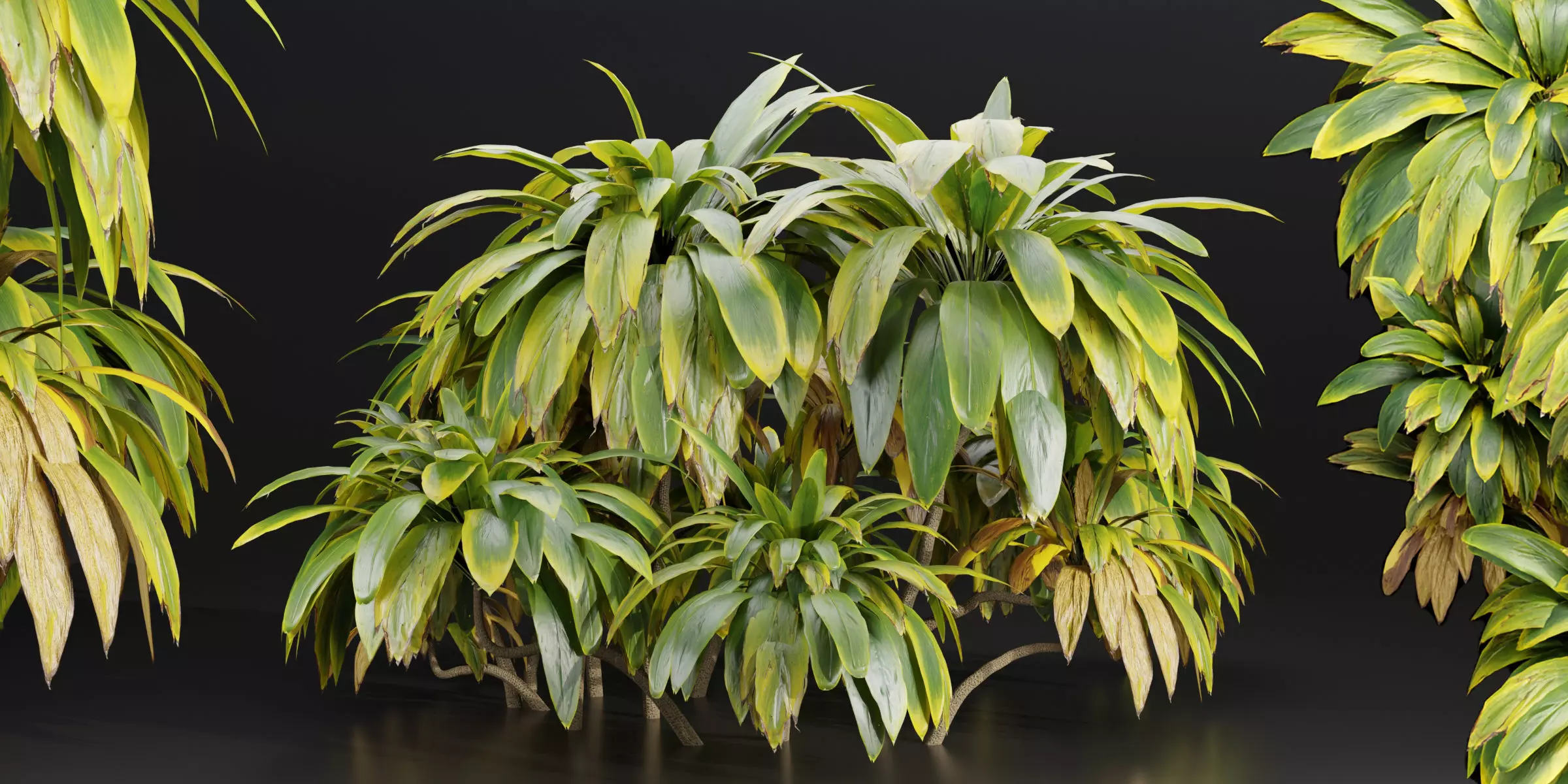 Cordyline fruticosa plants vol 209-Blender 3D model