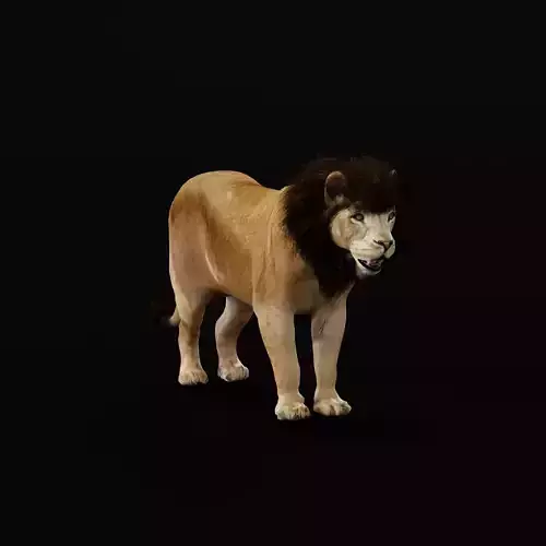 North Africa Young Lion  3D model