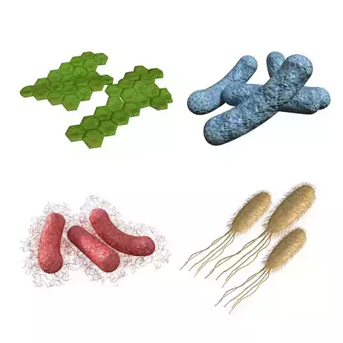 Bacteria Pack Low-poly 3D model