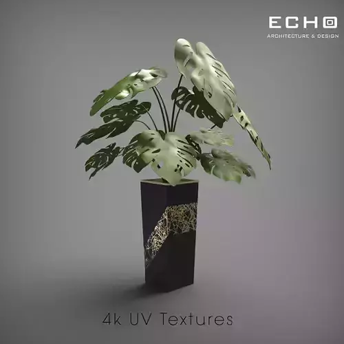 Monstera Deliciosa 2 Black Vase