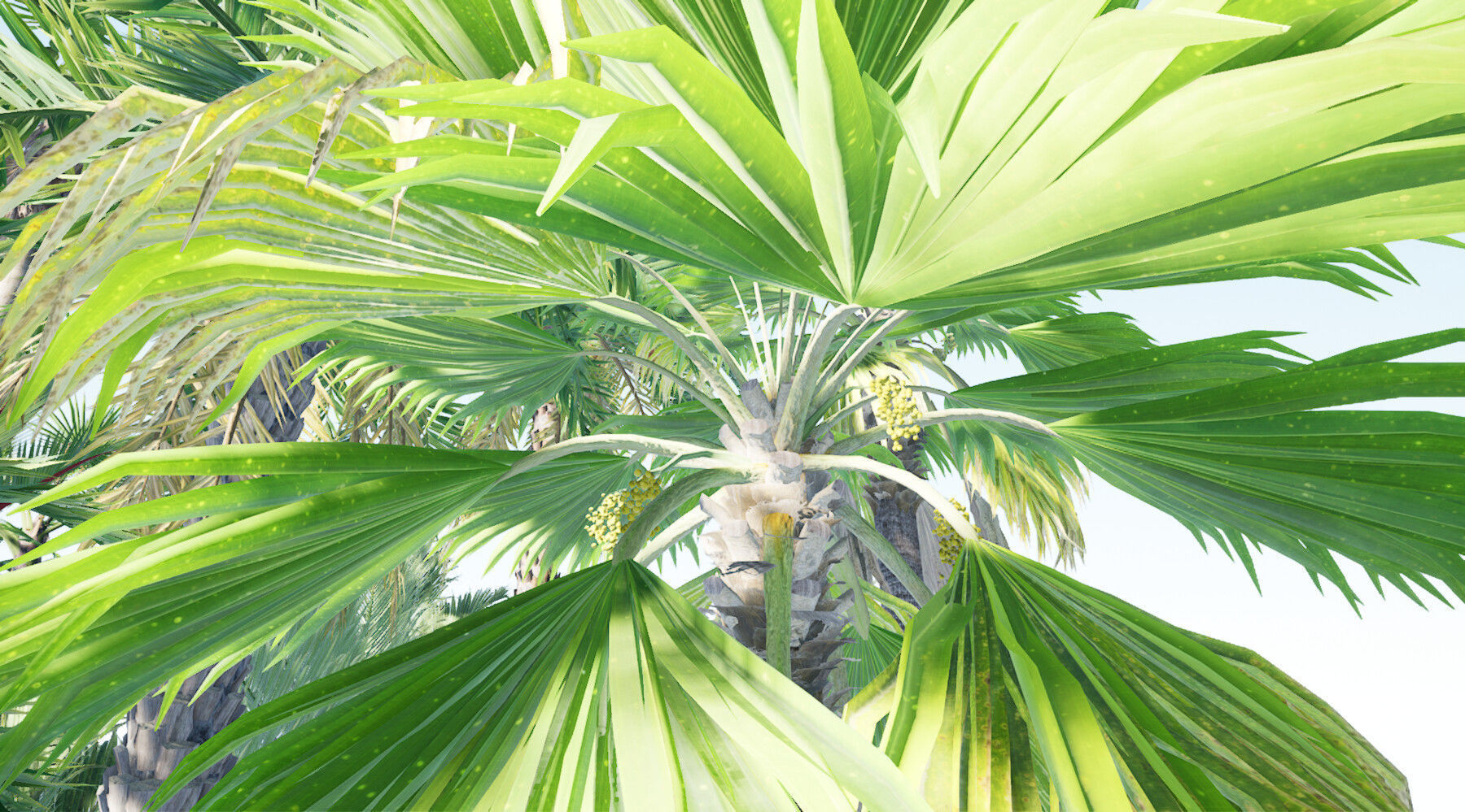 HQ Plants Volume 7 Palms for unreal engine 3D model set of 24 3D model_13