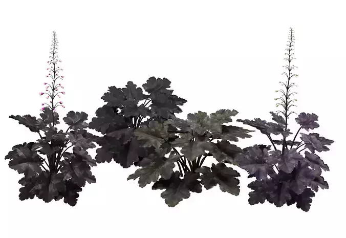 Coralbells Primo Black Pearl 3d model Low-poly 3D model