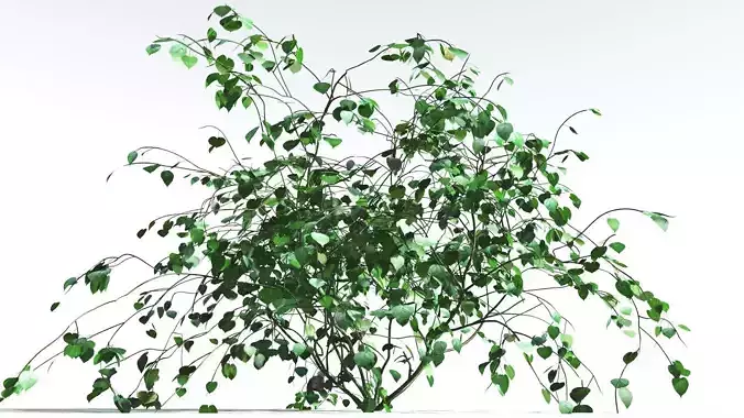EVERYPlant Stinging Bush 4 --16 Models-- 3D model