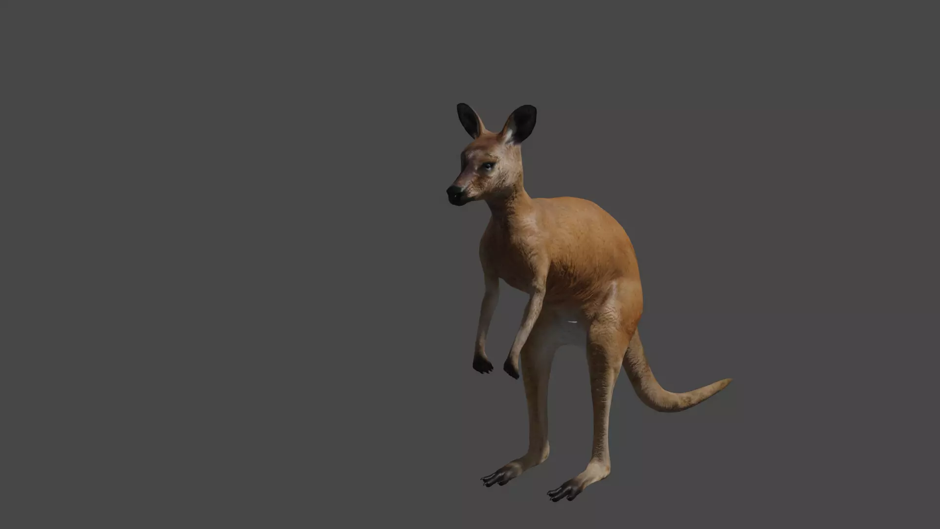 kangoroo blender animal - RIGGED 3D model_0