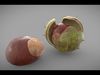 My 3dsmax Chestnut 3d model Low-poly 3D model_1