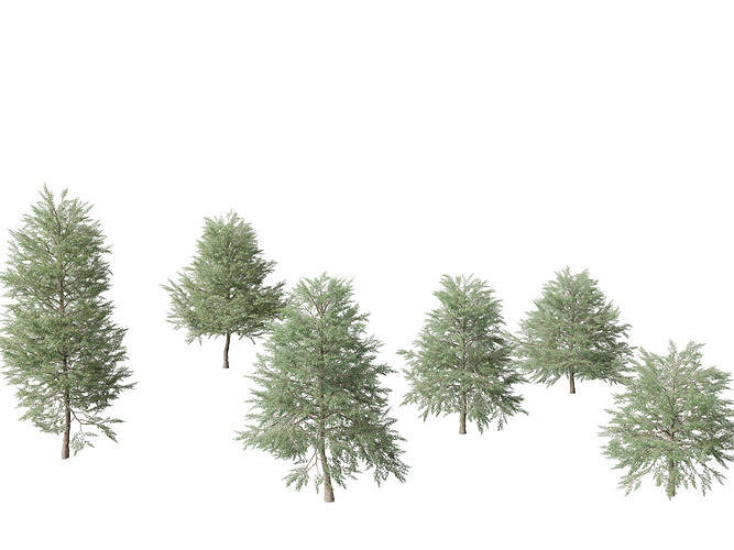 Quercus phellos - Willow oak  3D model