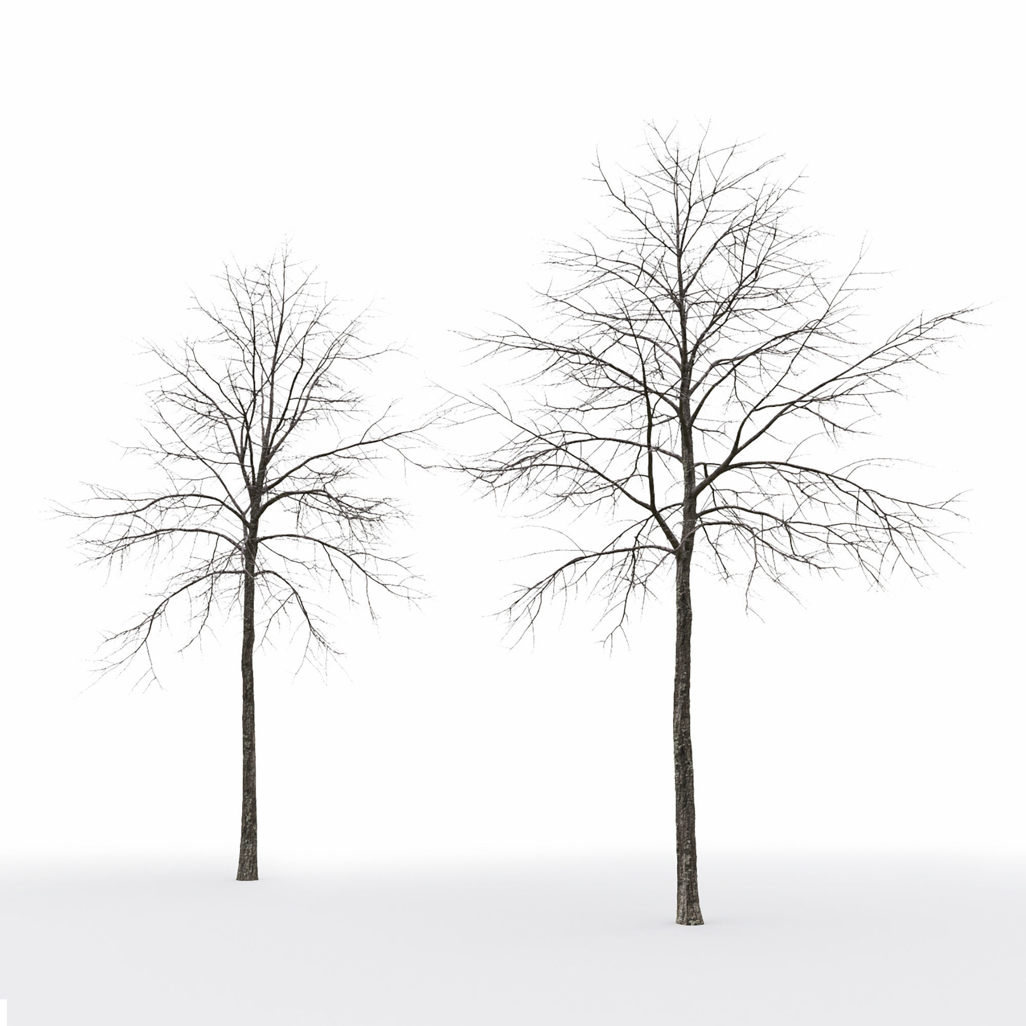 Tilia 09 10 3D model_5