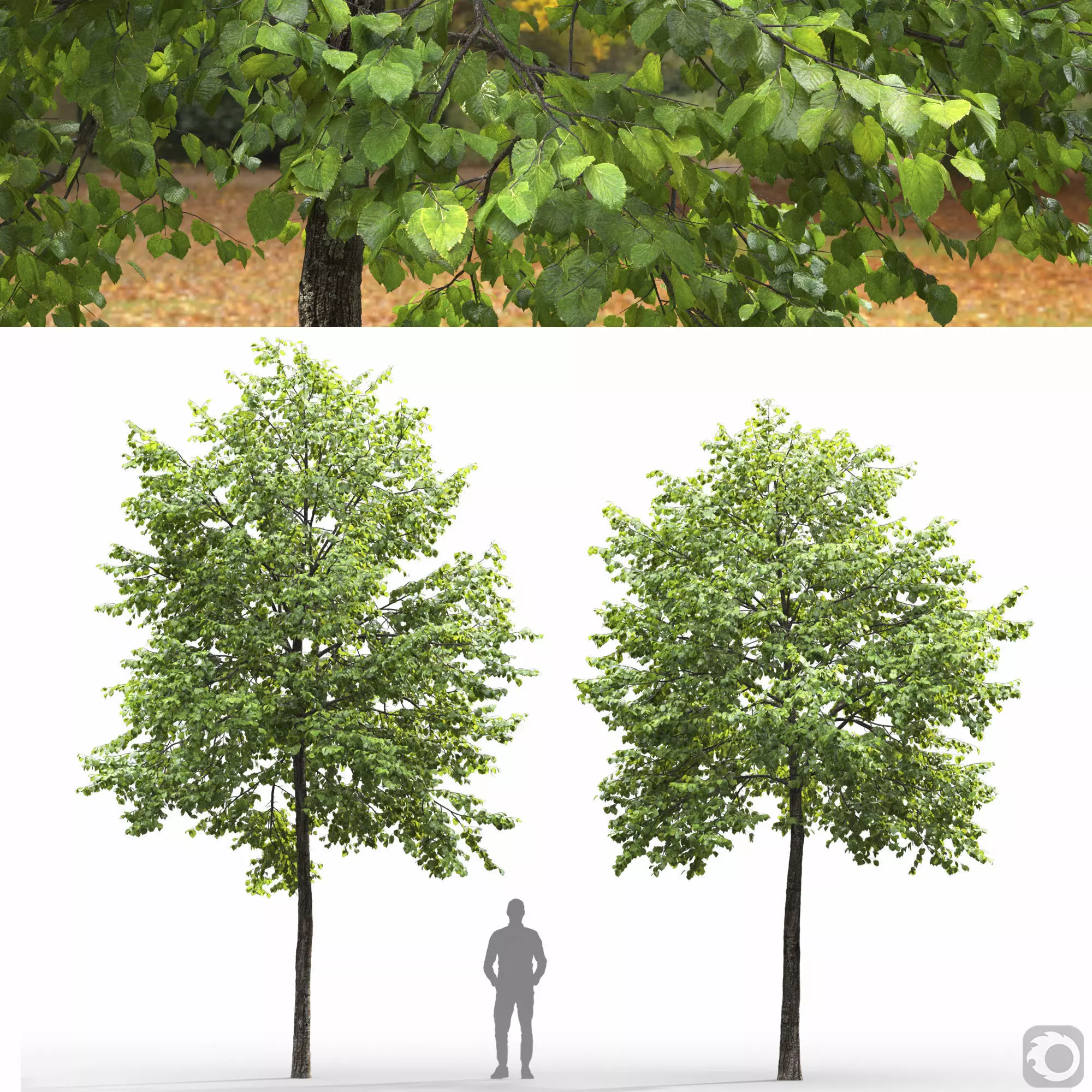 Tilia 09 10 3D model_0