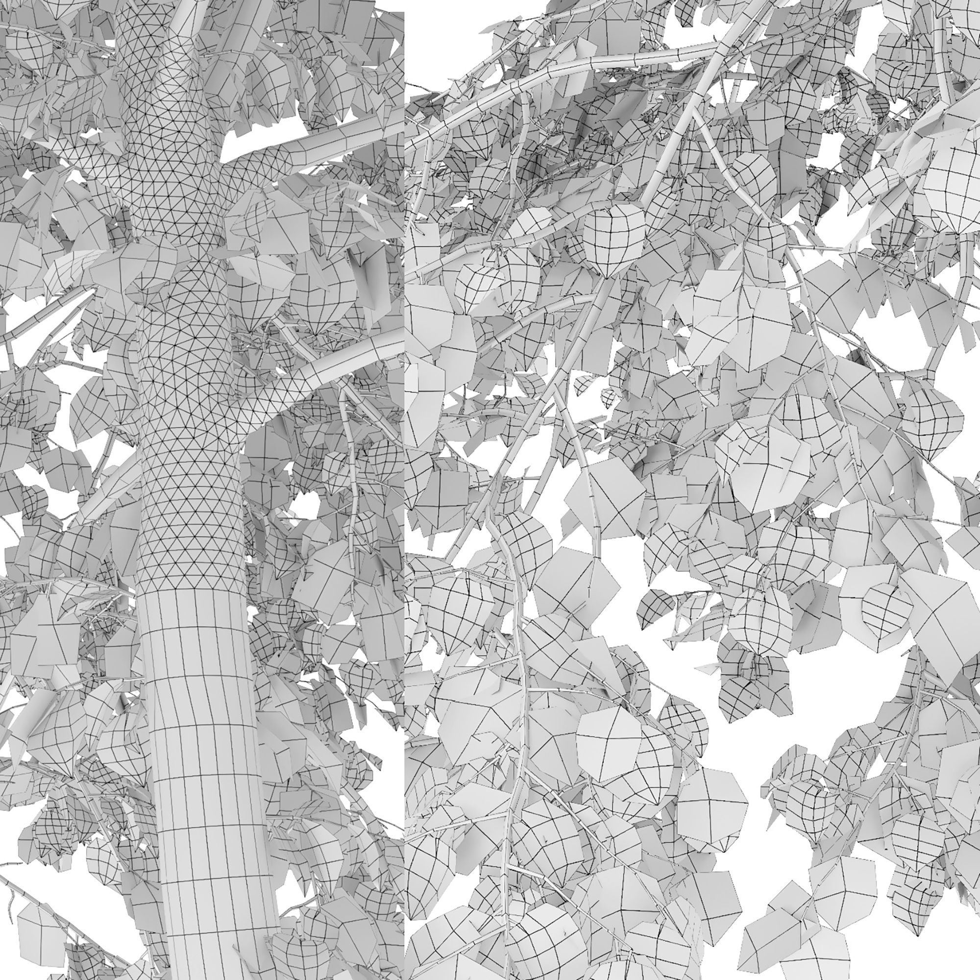 Tilia 09 10 3D model_8